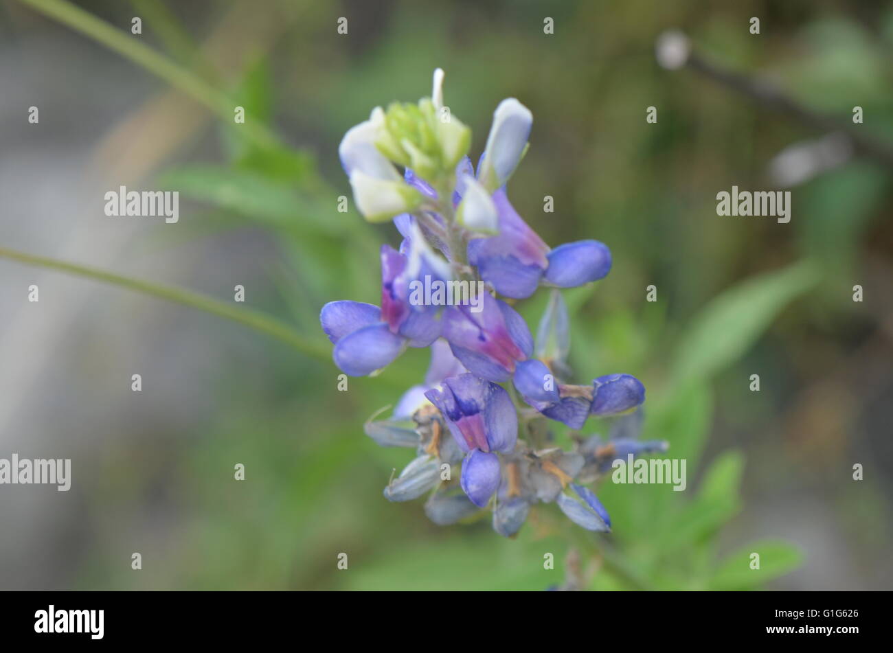 Texas Bluebonnet (lupinus texensis) Closeup Austin Texas USA Foto Stock
