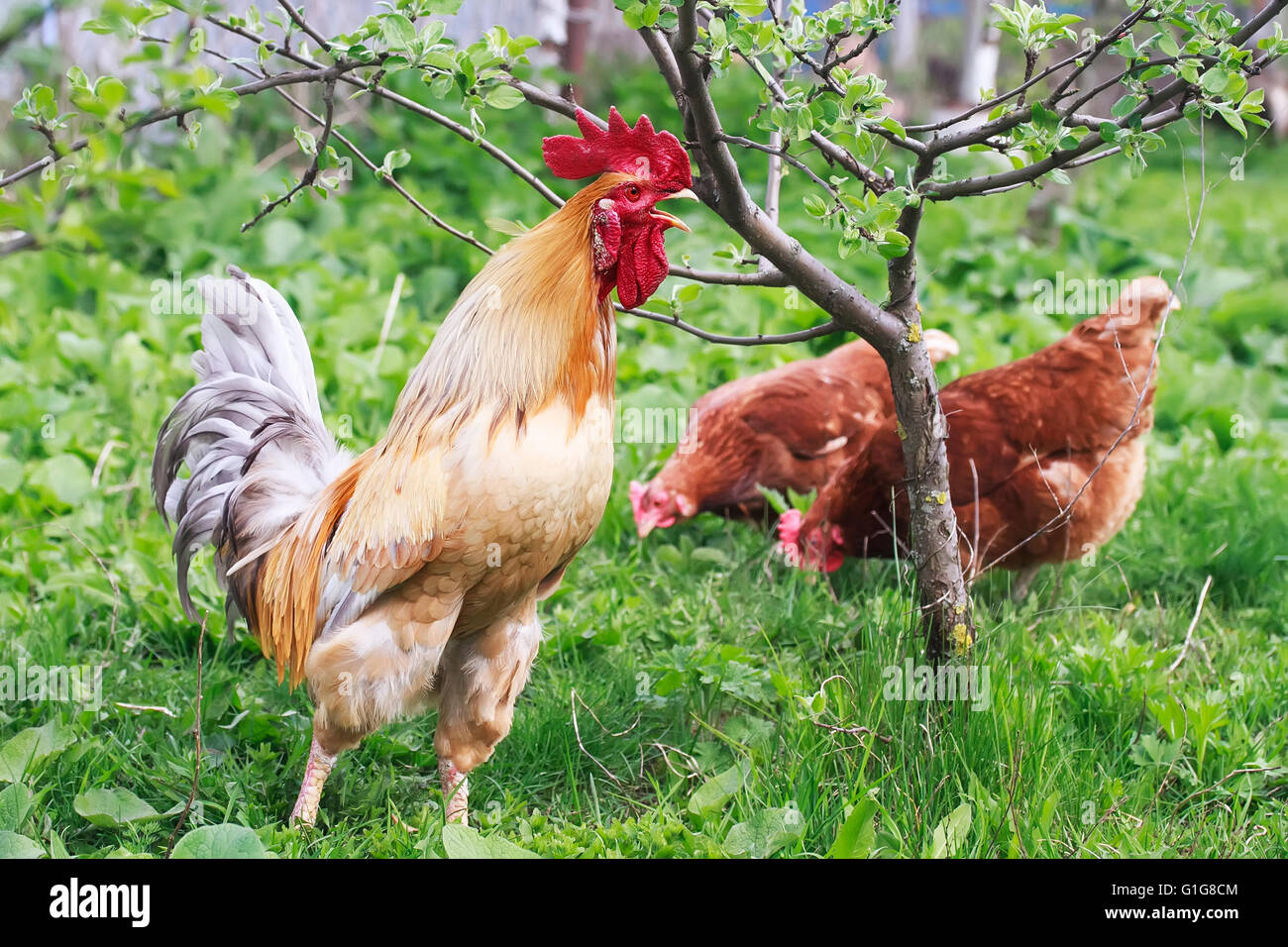 Un rosso brillante il gallo canta tra l'erba verde e i polli in azienda Foto Stock