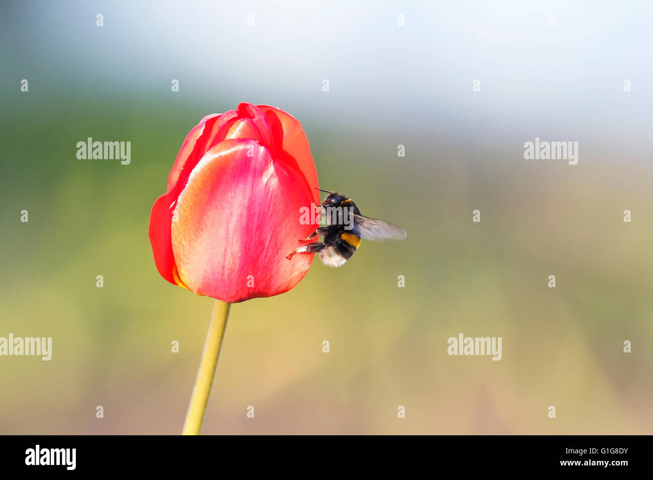 Rosso Tulip Nero Sfondo Bianco Pelosa Bumblebee Luminose Belle Natura Bellezza Grasso Bud Verde Colore Bee Estate Foto Stock Alamy