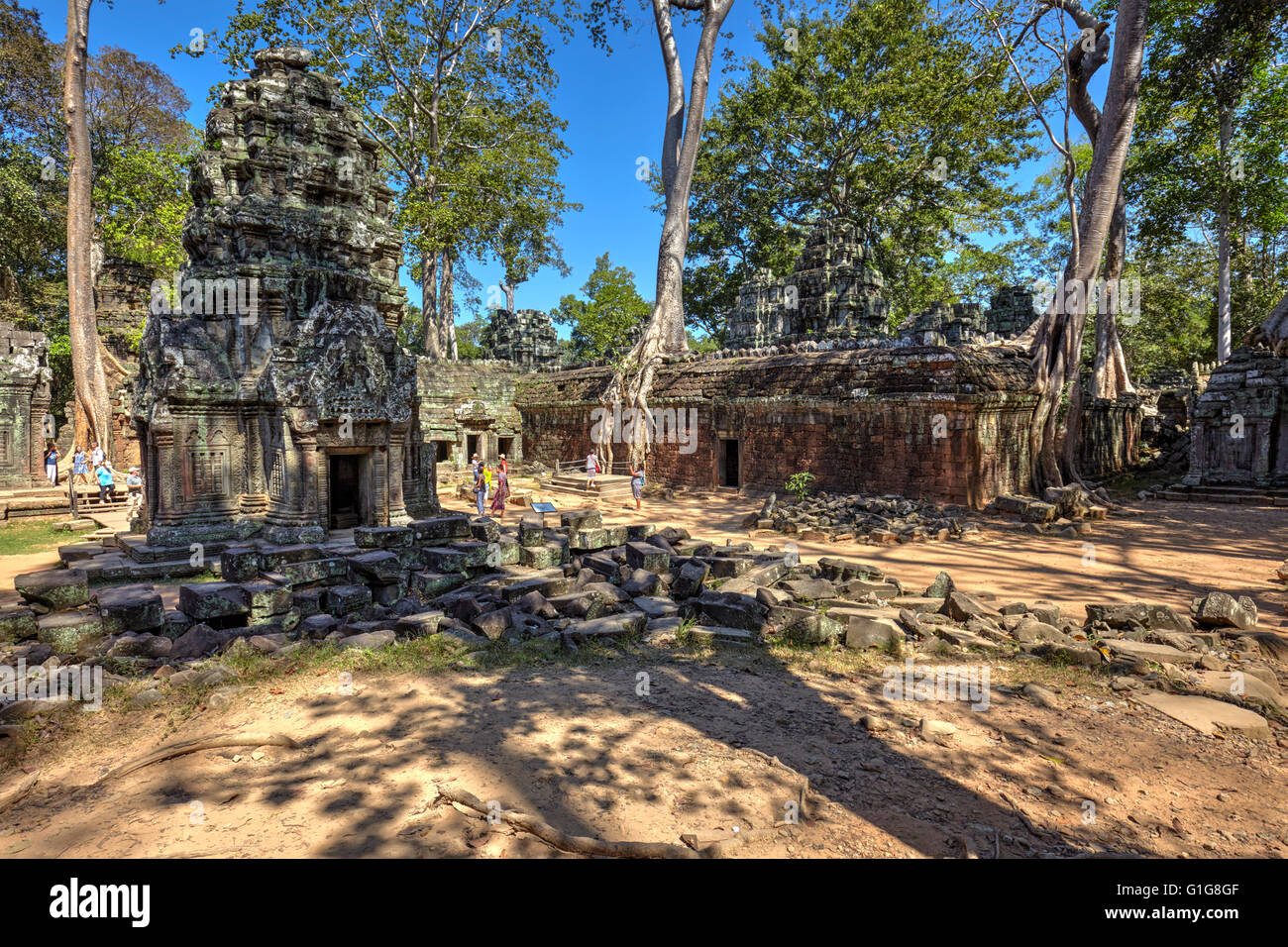 Ta Prohm tempio di Angkor, Siem Reap, Cambogia Foto Stock
