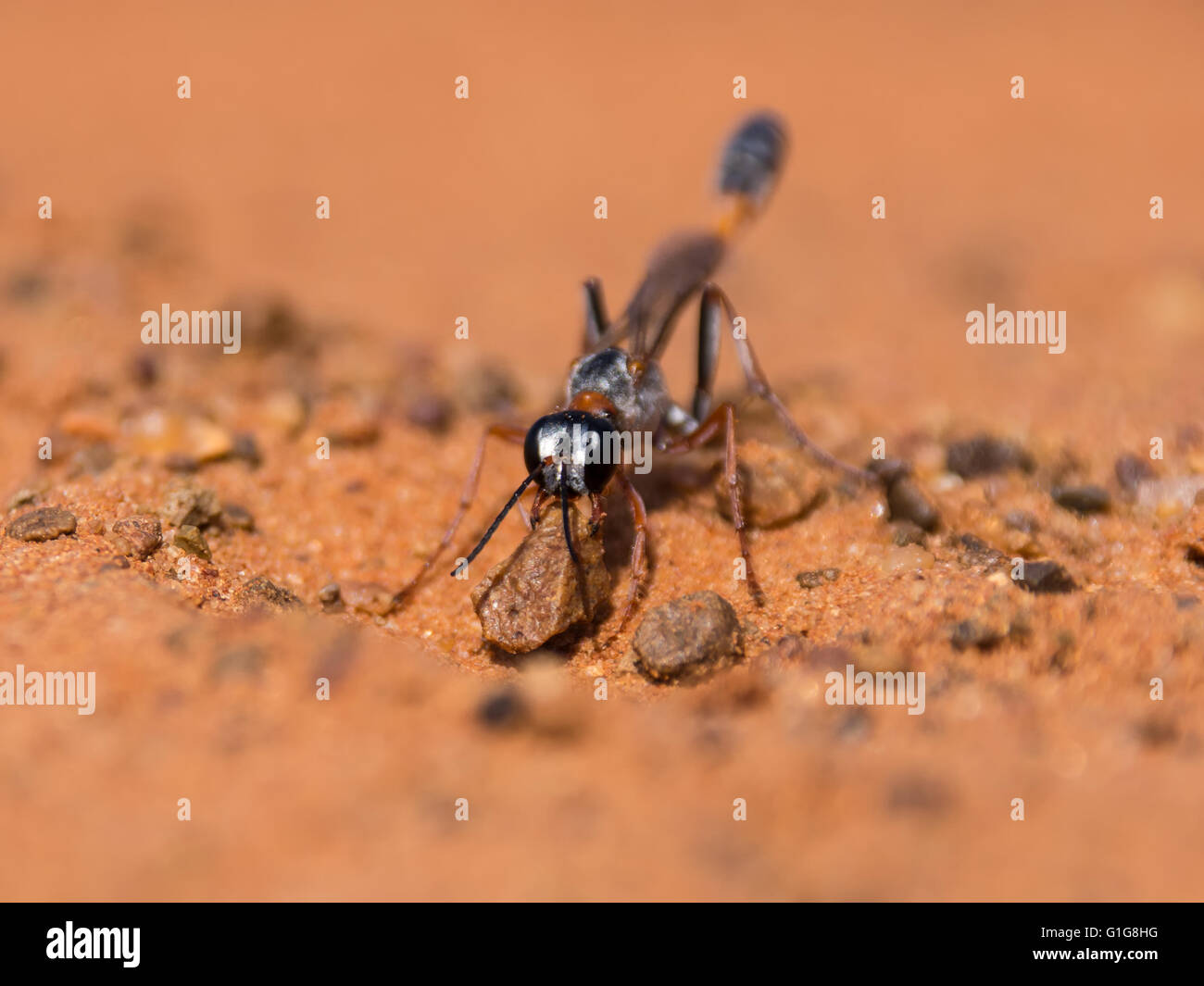 Un primo piano di un Ammophila wasp nel processo di scavare un nido nella sabbia rossa in Sud Africa Foto Stock