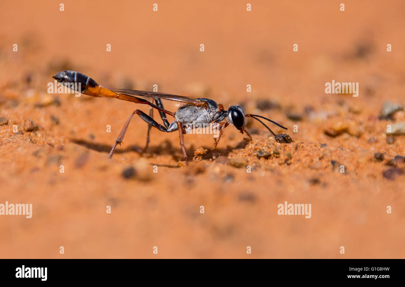 Un primo piano di un Ammophila wasp nel processo di scavare un nido nella sabbia rossa in Sud Africa Foto Stock