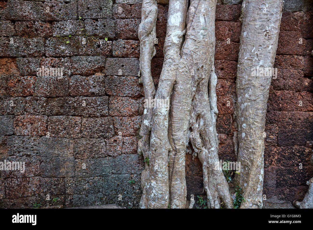Dettaglio di radici in Ta Som tempio, Siem Rep, Cambogia Foto Stock