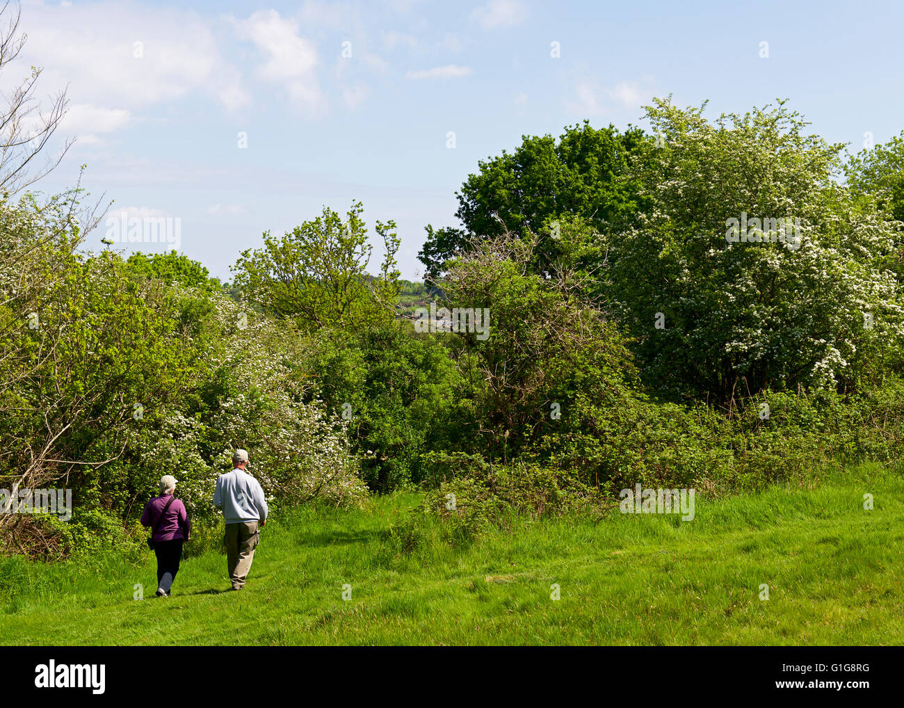 Due persone che camminano sul percorso attraverso Fingringhoe Wick, un Essex Wildlife Trust riserva naturale, Essex, Inghilterra, Regno Unito Foto Stock