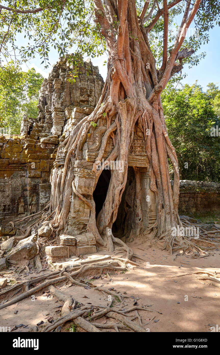 Strangler distintivo fig Ta Som, tempio di Angkor, Siem Reap, Cambogia Foto Stock