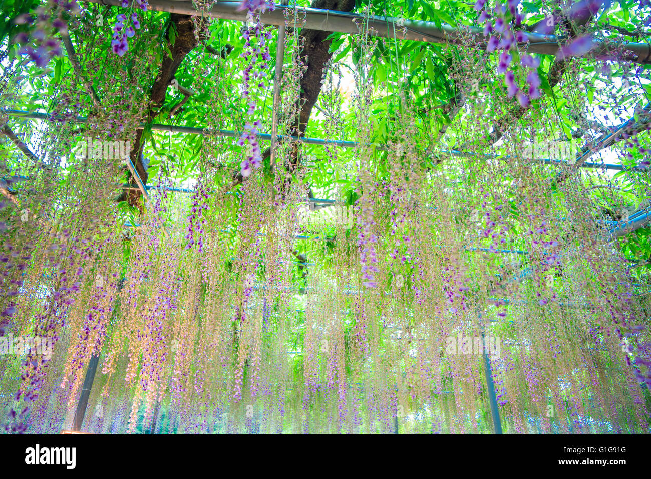 I bellissimi fiori di primavera serie, pergolato di glicine in giardino Foto Stock