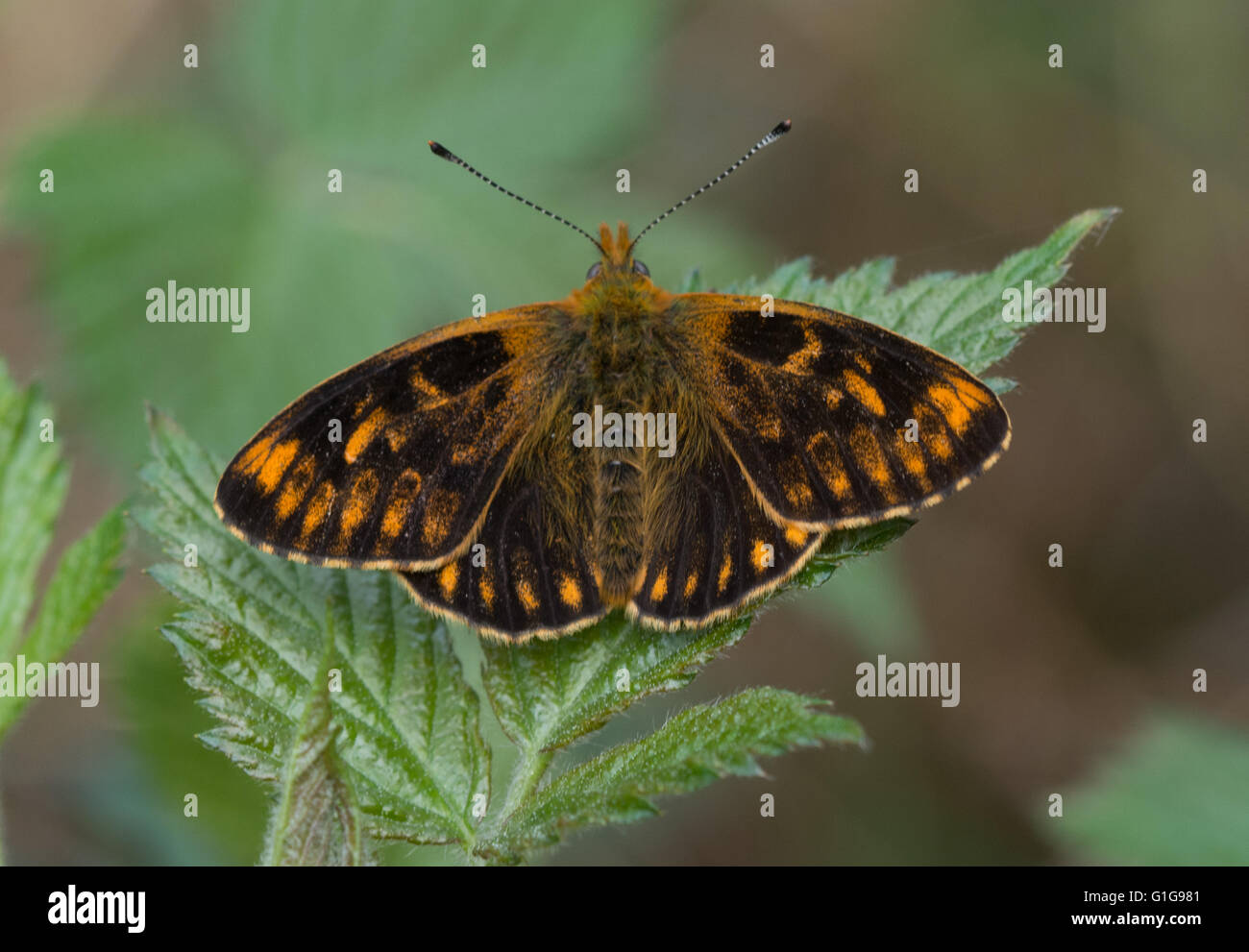 Aberrazione delle farfalle - rara forma aberrante di madreperla fiancheggiata da fritillary (Boloria euphrosye) nell'Hampshire, Regno Unito Foto Stock