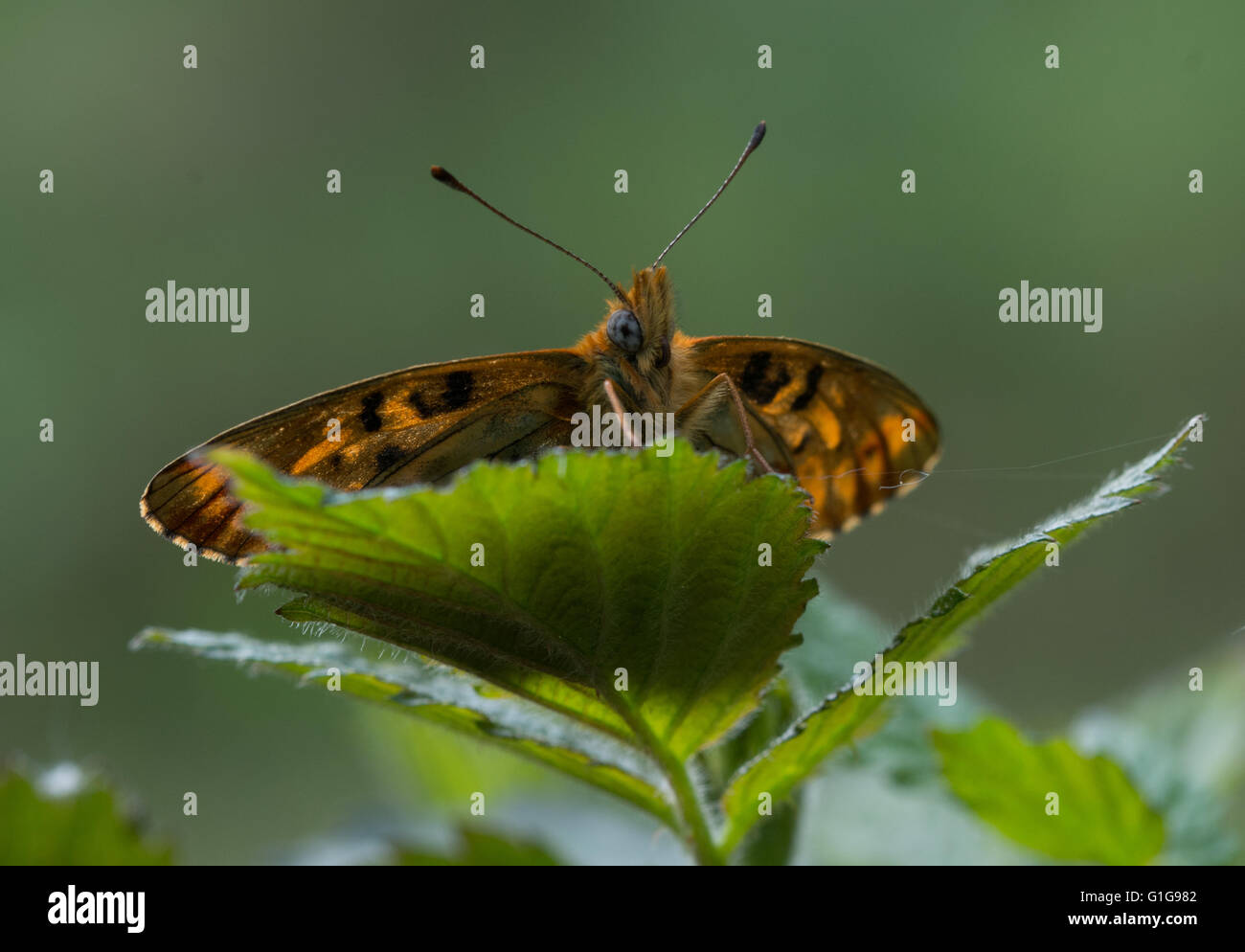 Aberrazione delle farfalle - rara forma aberrante di madreperla fiancheggiata da fritillary (Boloria euphrosye), Regno Unito Foto Stock