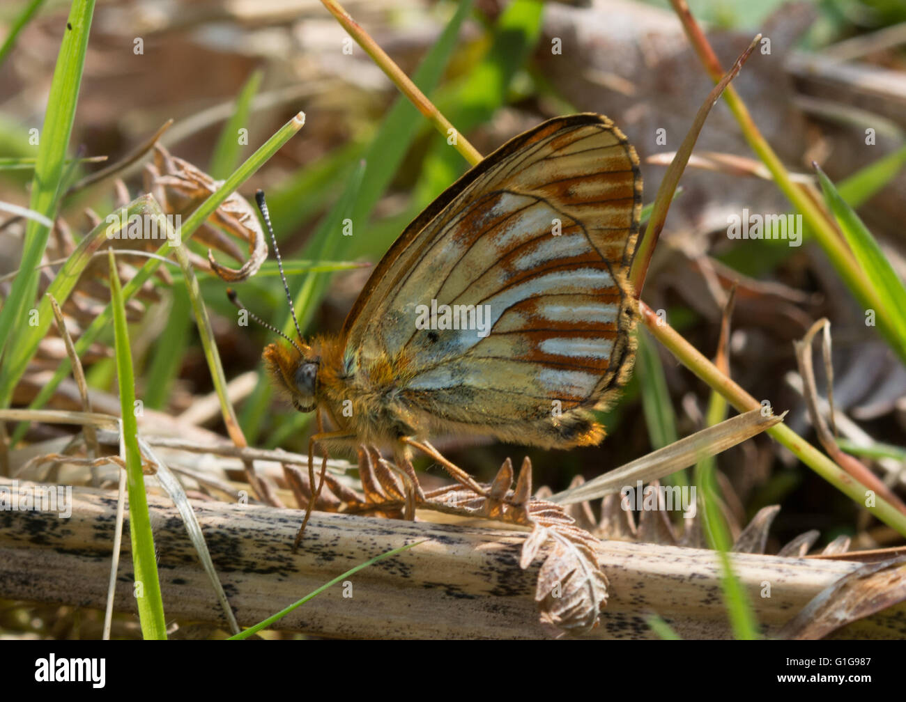Butterfly aberration - sotto di rara forma aberrante di perla fiancheggiata da fritillary (euphrosye di Boloria) in Hampshire, Inghilterra, Regno Unito Foto Stock
