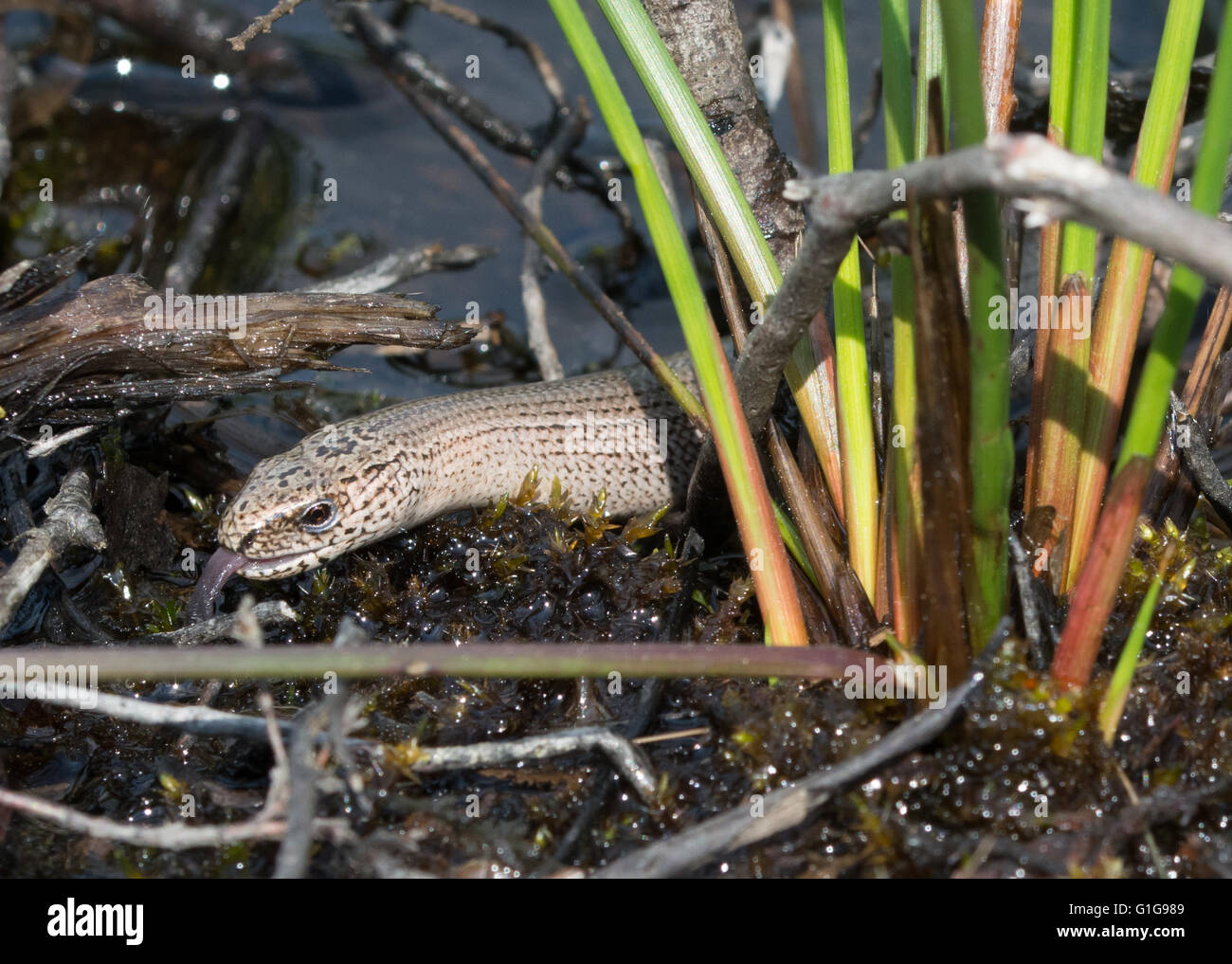 Slow worm (Anguis fragilis) acqua potabile in habitat naturale in Berkshire, Inghilterra Foto Stock