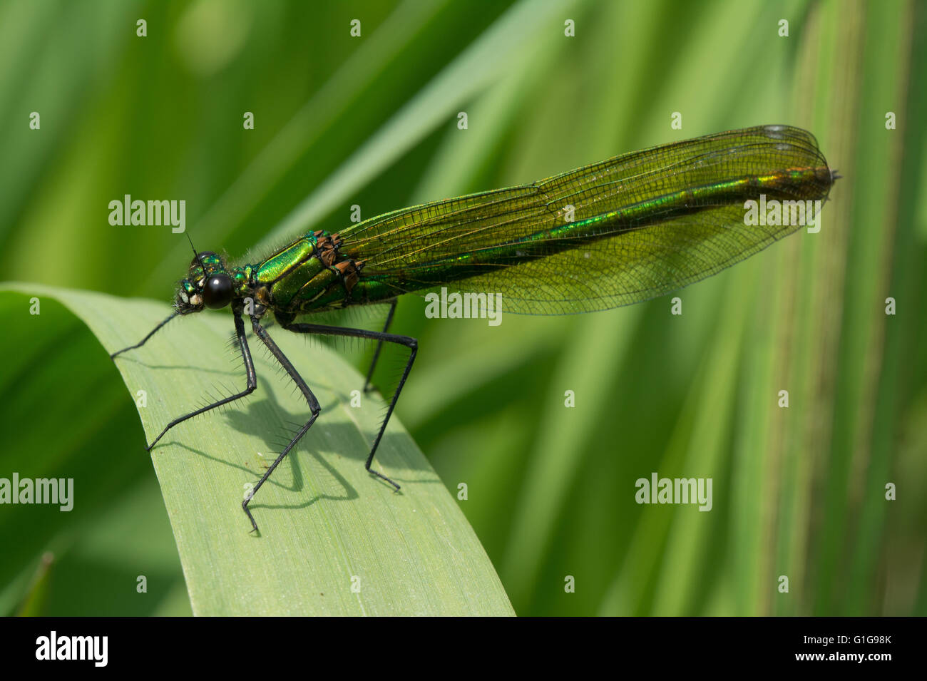 Damselfly demoiselle (Calopteryx splendens) in primo piano a Surrey, Regno Unito Foto Stock