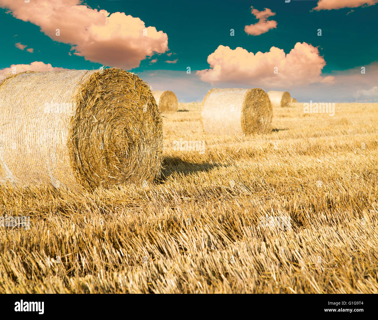 Rotolo di grano di balle a campo, scena di sunrise Foto Stock