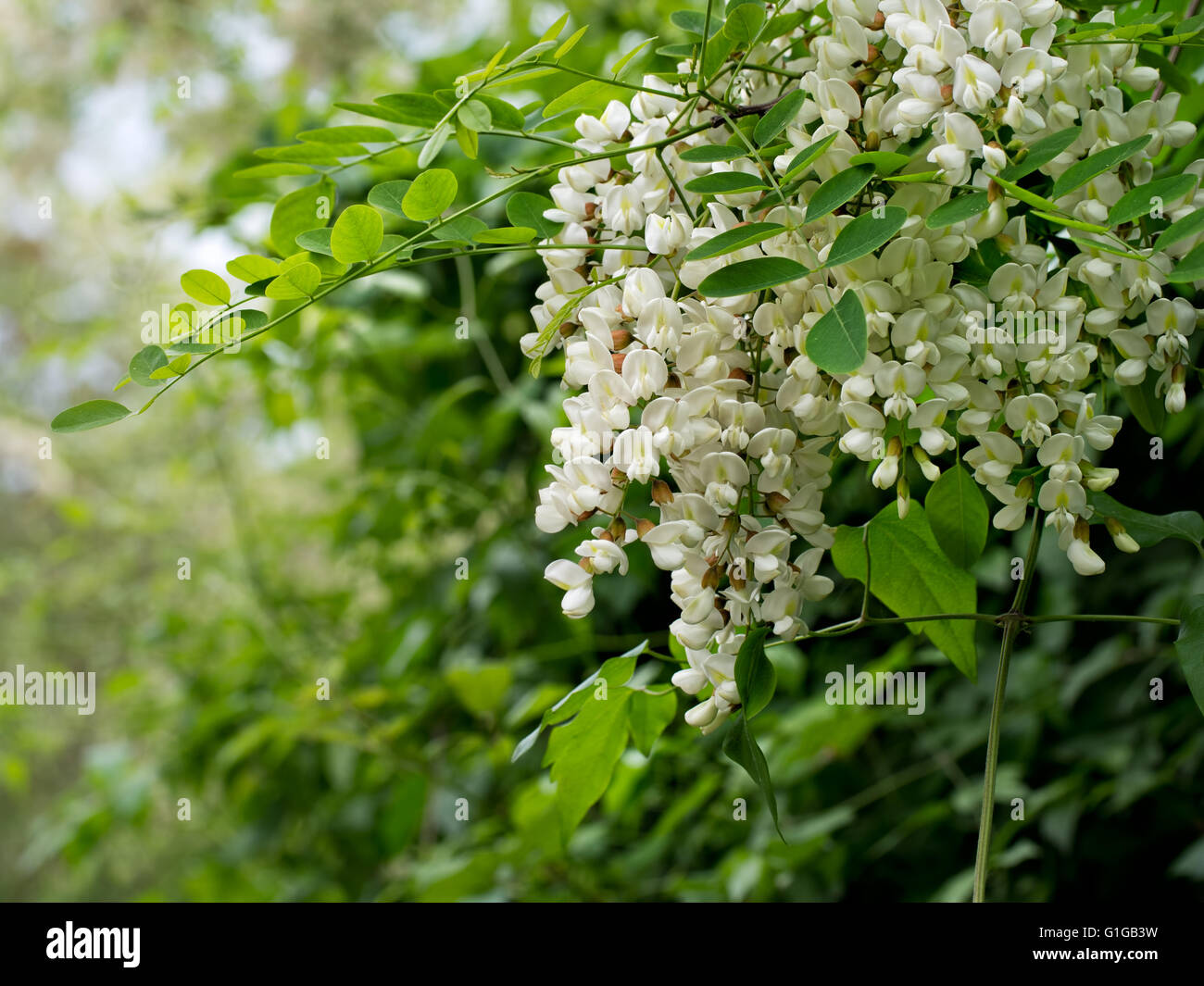 Bellissimo albero. Robinia pseudoacacia. Bianco di fiori di acacia, in Italia. Foto Stock