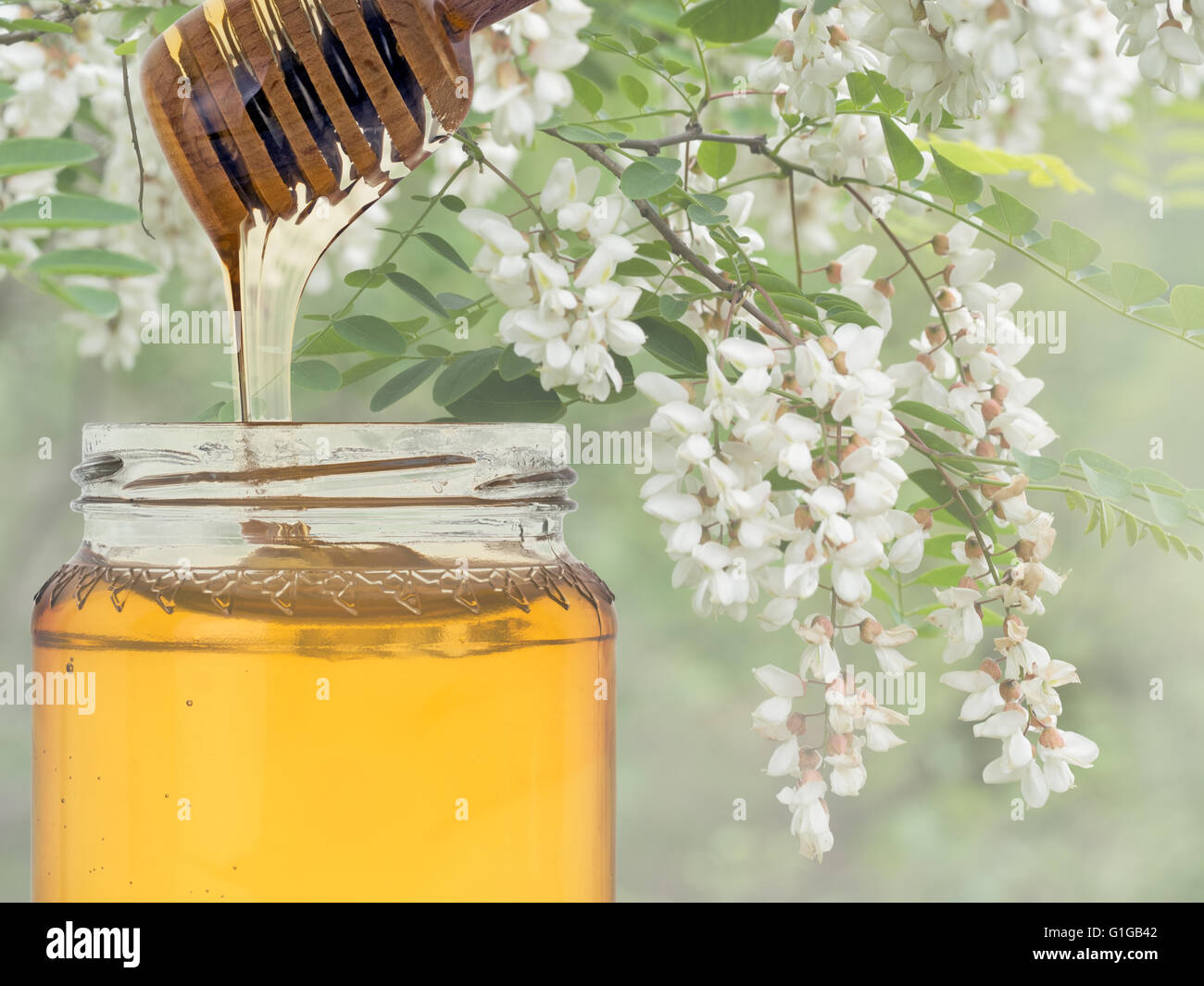 Miele di Acacia dalla Lunigiana, a nord della Toscana, Italia. Il miele di lusso, generalmente di tipo organico. Foto Stock
