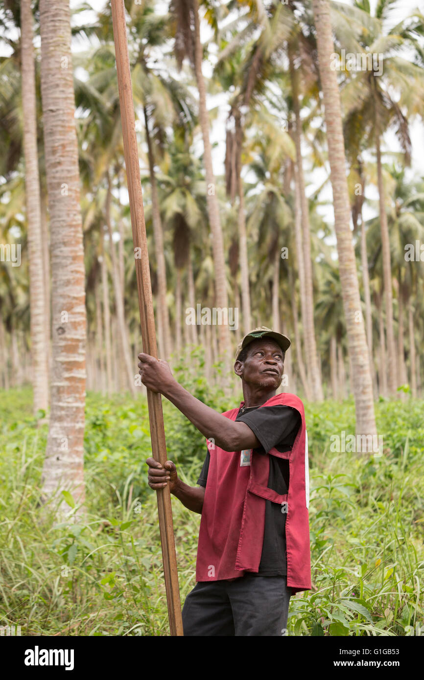 Il commercio equo e solidale il cocco harvester in Grand Bassam, Costa d'Avorio, l'Africa occidentale. Foto Stock