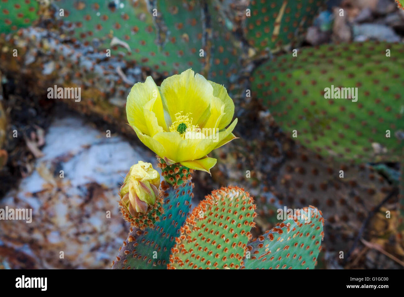 Giallo Ficodindia Blossom, Wickenburg, Arizona Foto Stock