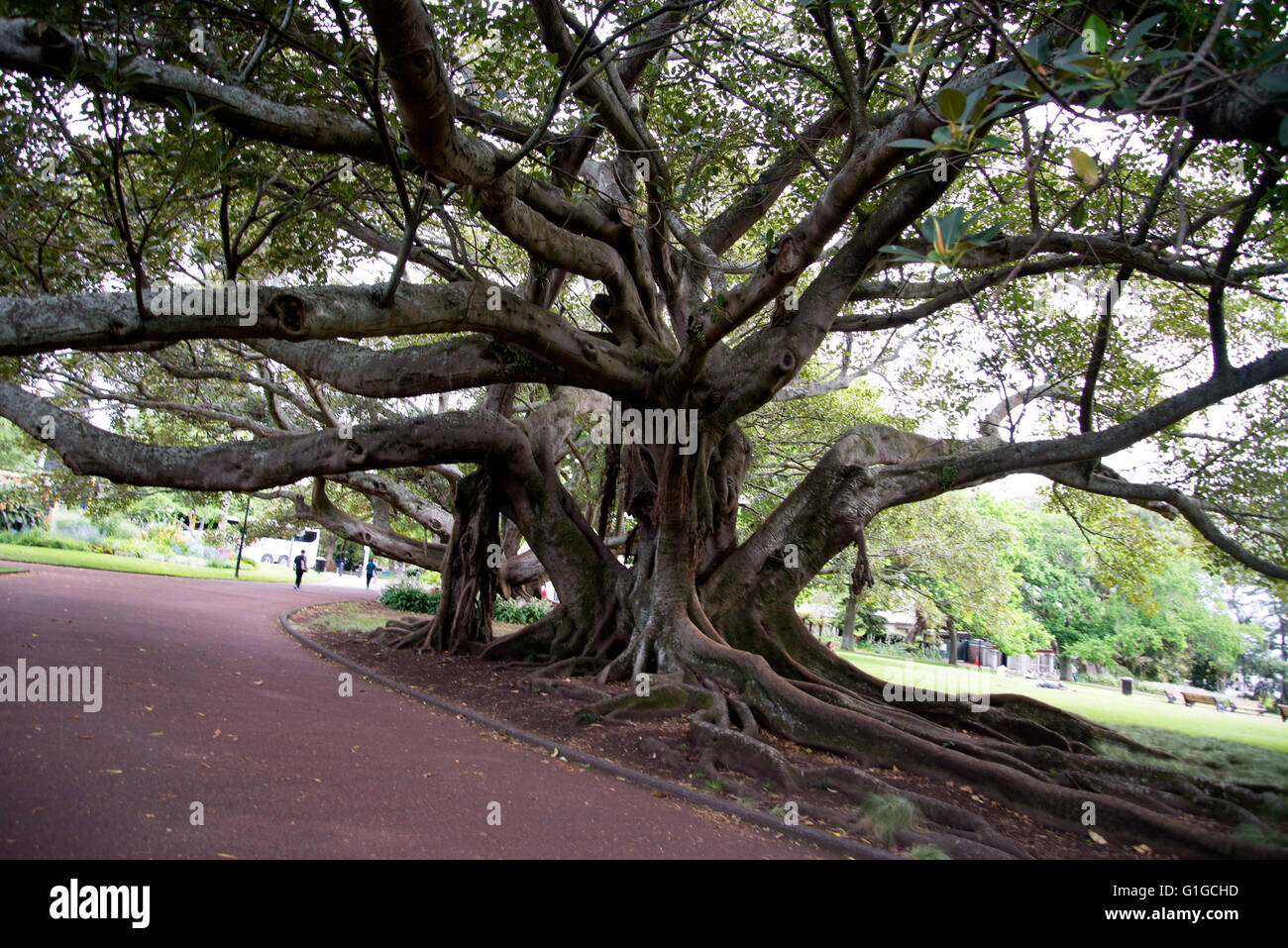 Albero con fitti rami ritorti ed enormi radici in Albert Park di Auckland, in Nuova Zelanda. Foto Stock