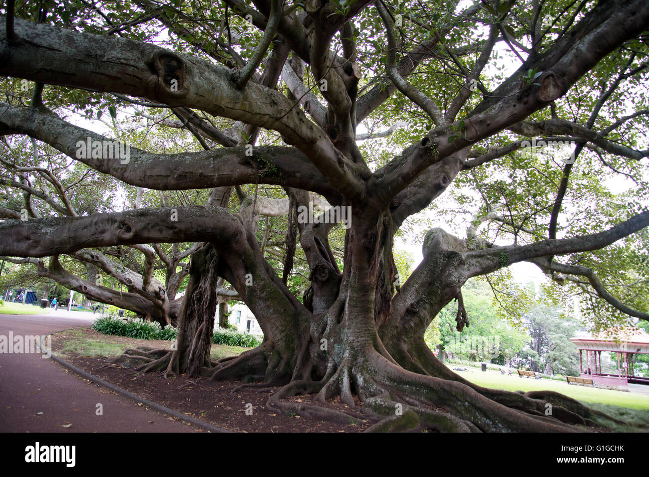 Albero con fitti rami ritorti ed enormi radici in Albert Park di Auckland, in Nuova Zelanda. Foto Stock