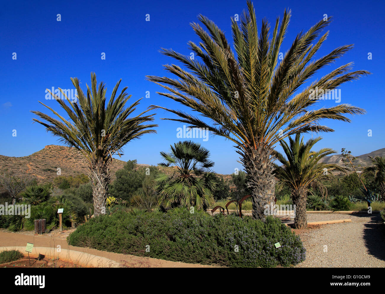 Giardini botanici a Rodalquilar, Parco Naturale Cabo de Gata, Almeria, Spagna Foto Stock