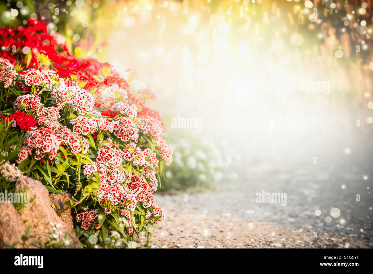 Bellissimo giardino di fiori di sfondo. turco fiori di garofano sul letto di fiori. giardino esterno o lo sfondo del parco Foto Stock