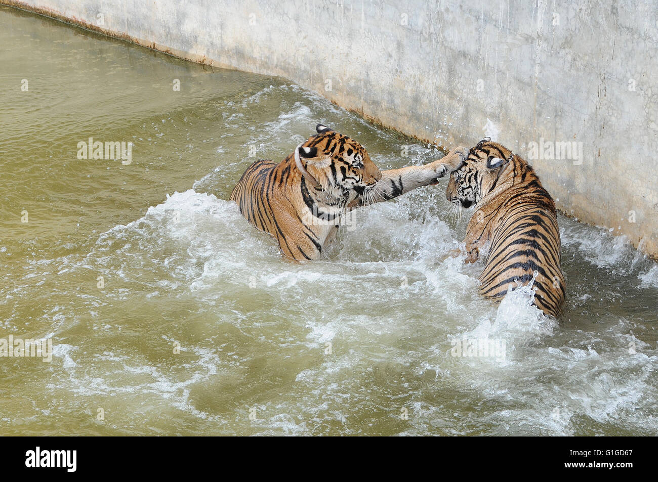 Tigri divertimento in piscina, Wat Pa Maha Luangta Bua, Thailandia Foto Stock