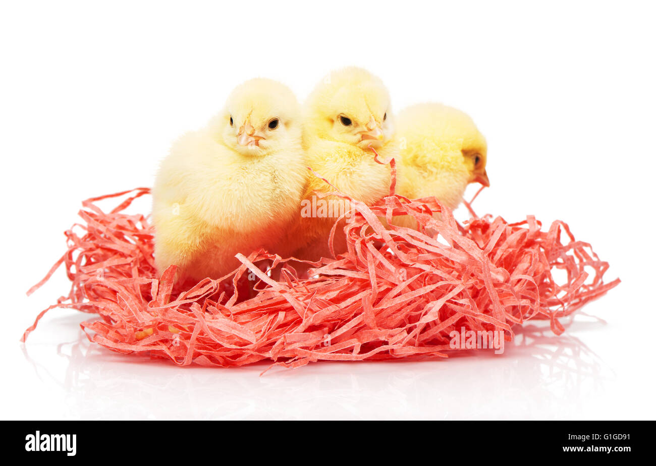 Tre piccoli polli giallo in carta rosa nest isolati su sfondo bianco Foto Stock