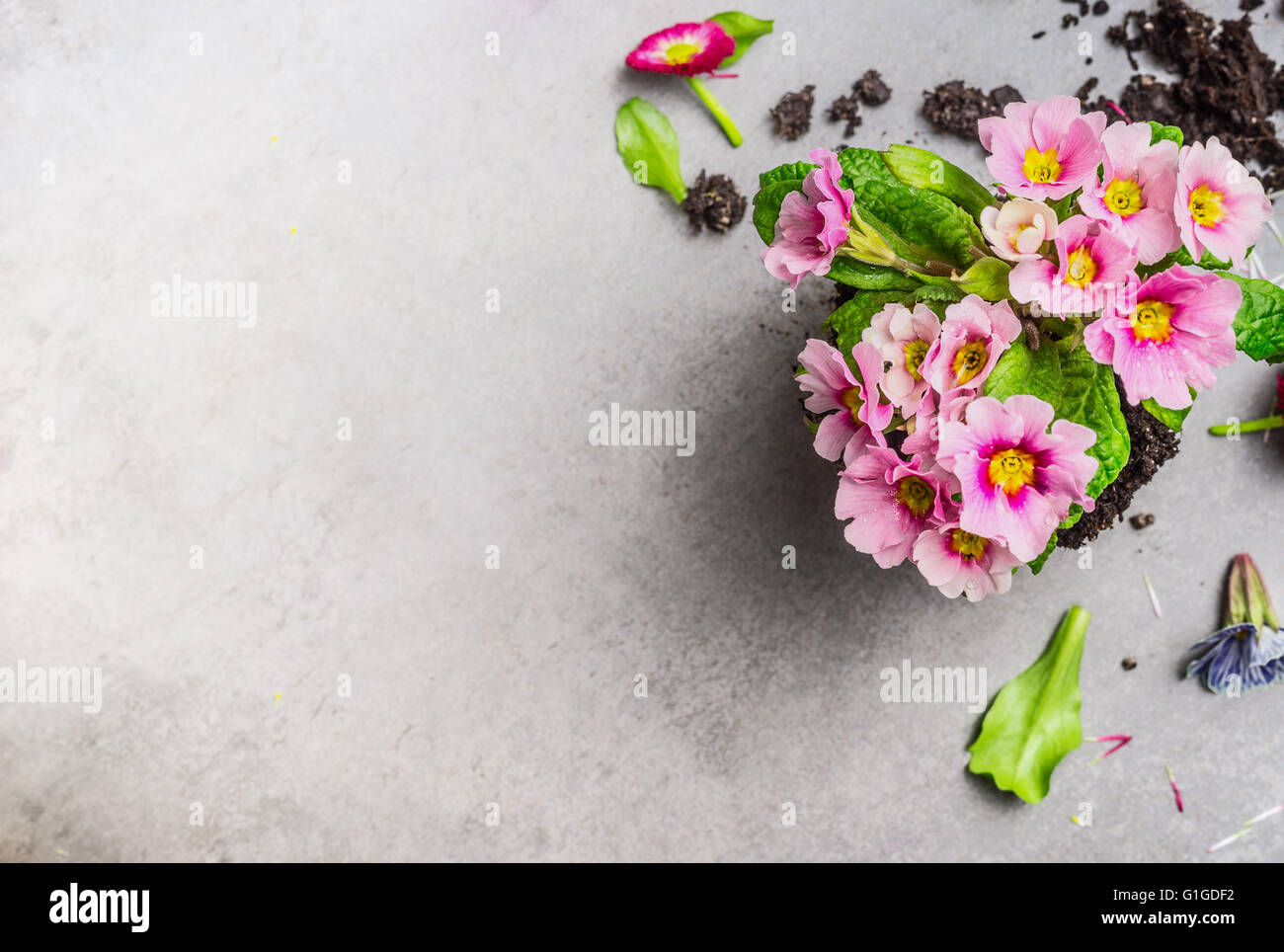 Primula rosa fiore per il giardinaggio o incapsulamento in pietra grigia sfondo, vista dall'alto, il luogo per il testo Foto Stock
