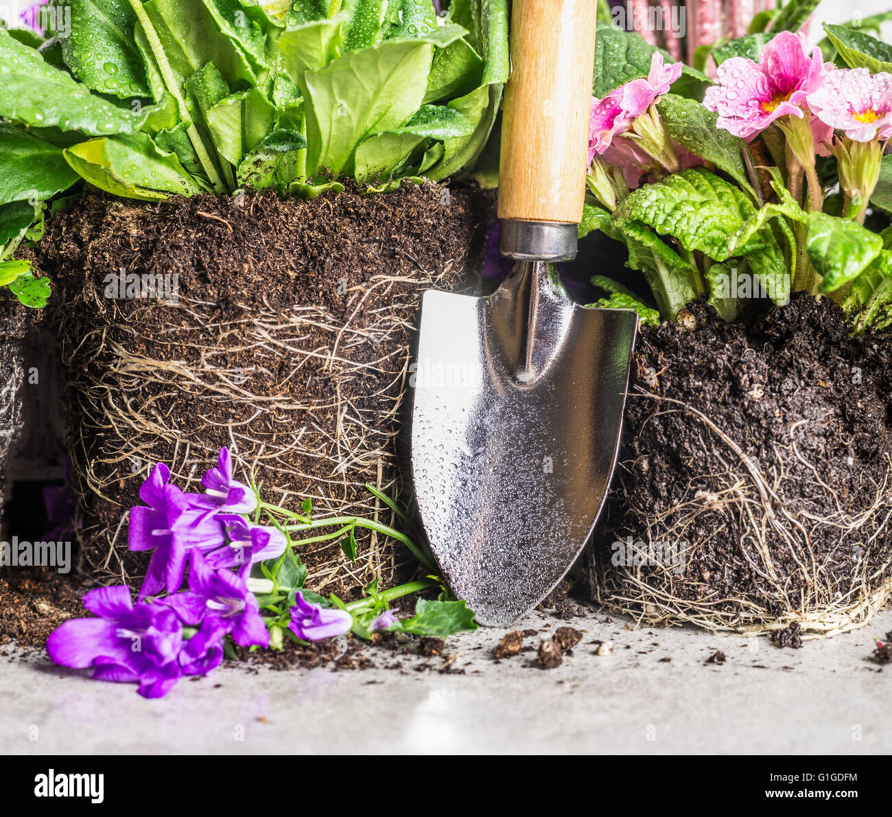 Pala a mano e fiori da giardino potting sulla pietra grigia sfondo, close up Foto Stock