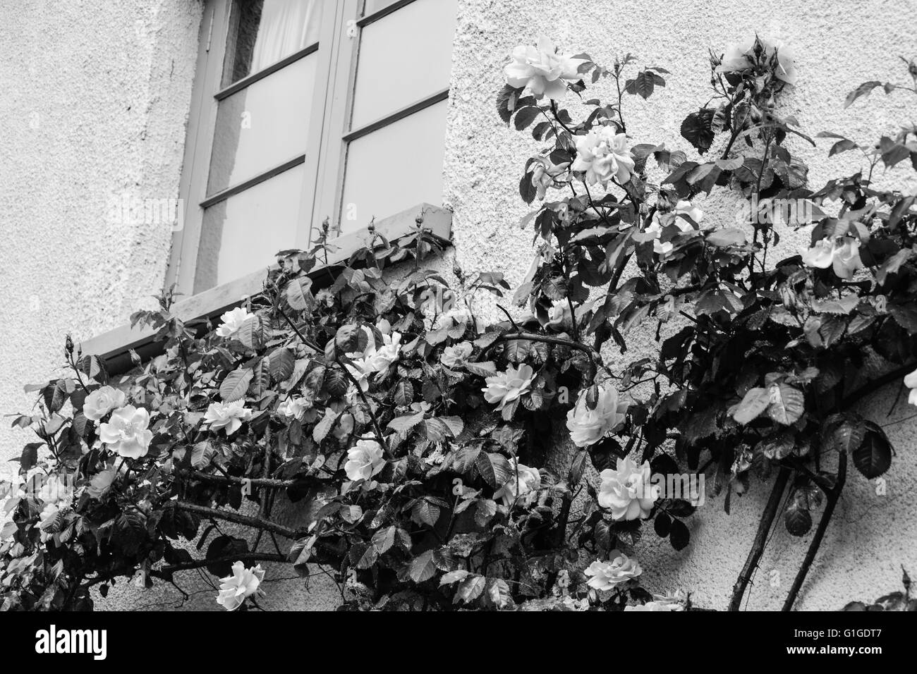 Cottage Inglese con fiori di arrampicata sulla parete Foto Stock