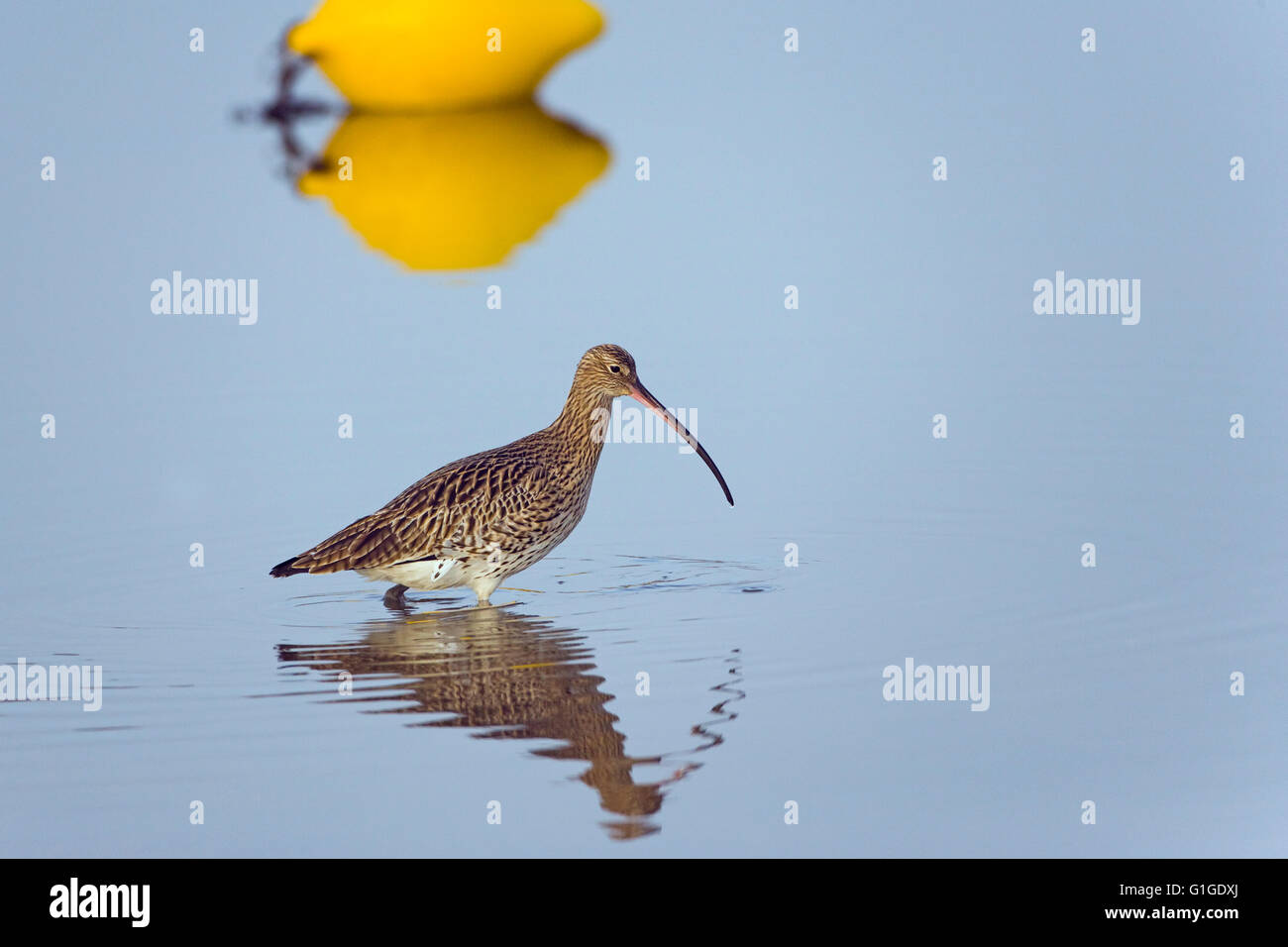 Curlew Numenius arquata alimentazione nel canale di marea con giallo boa di ormeggio Foto Stock