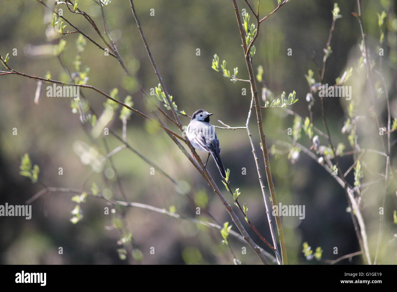 Little Grey vivid bird sit in the Willow boccola elastica sotto il sole di mattina raggi Foto Stock