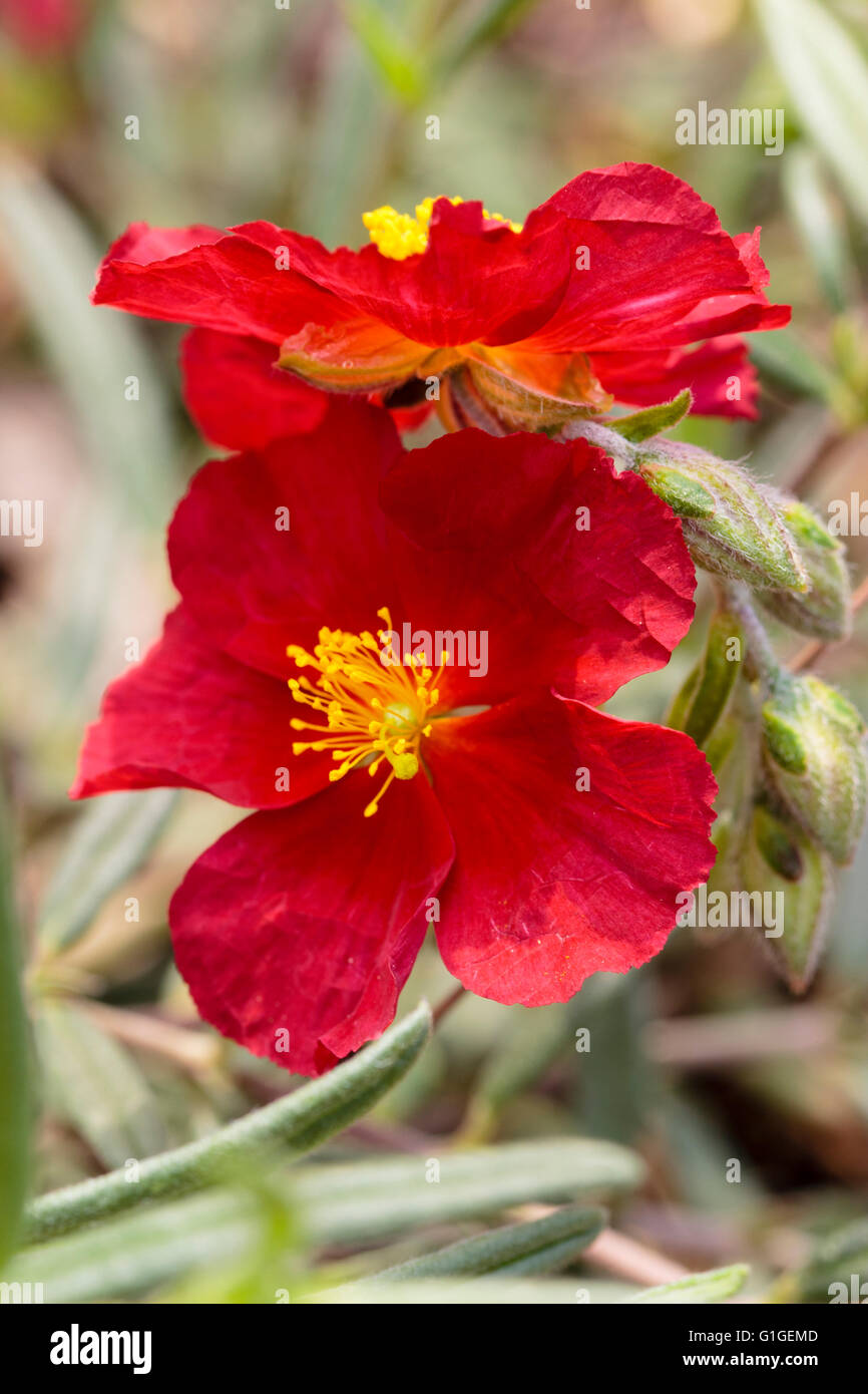Close up crumpled petalled fiori rossi del rock rose, Helianthemum 'Rosso' Orient Foto Stock