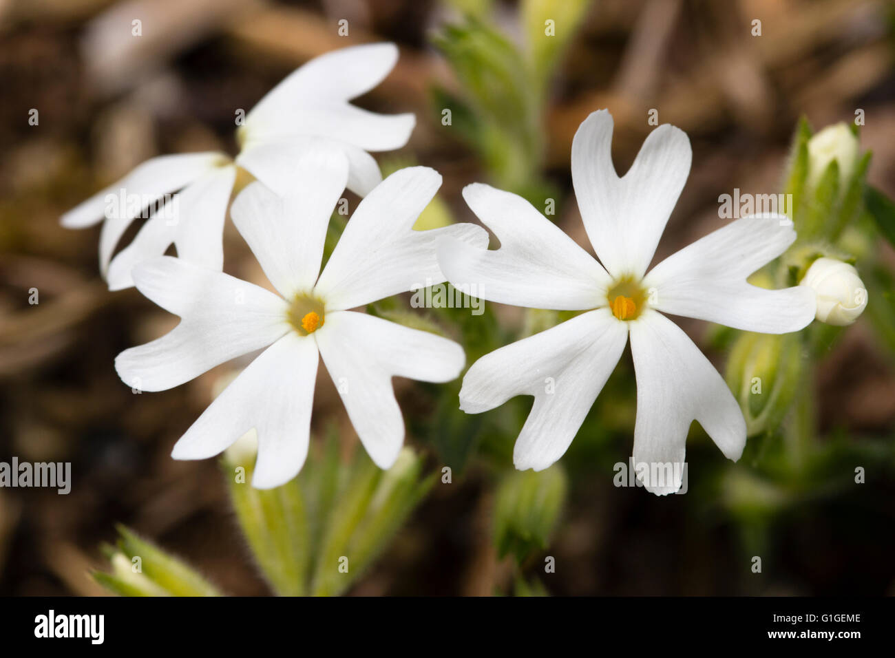 Close up 5 petalled fiori bianchi di moss phlox, Phlox subulata 'Snowflake' Foto Stock