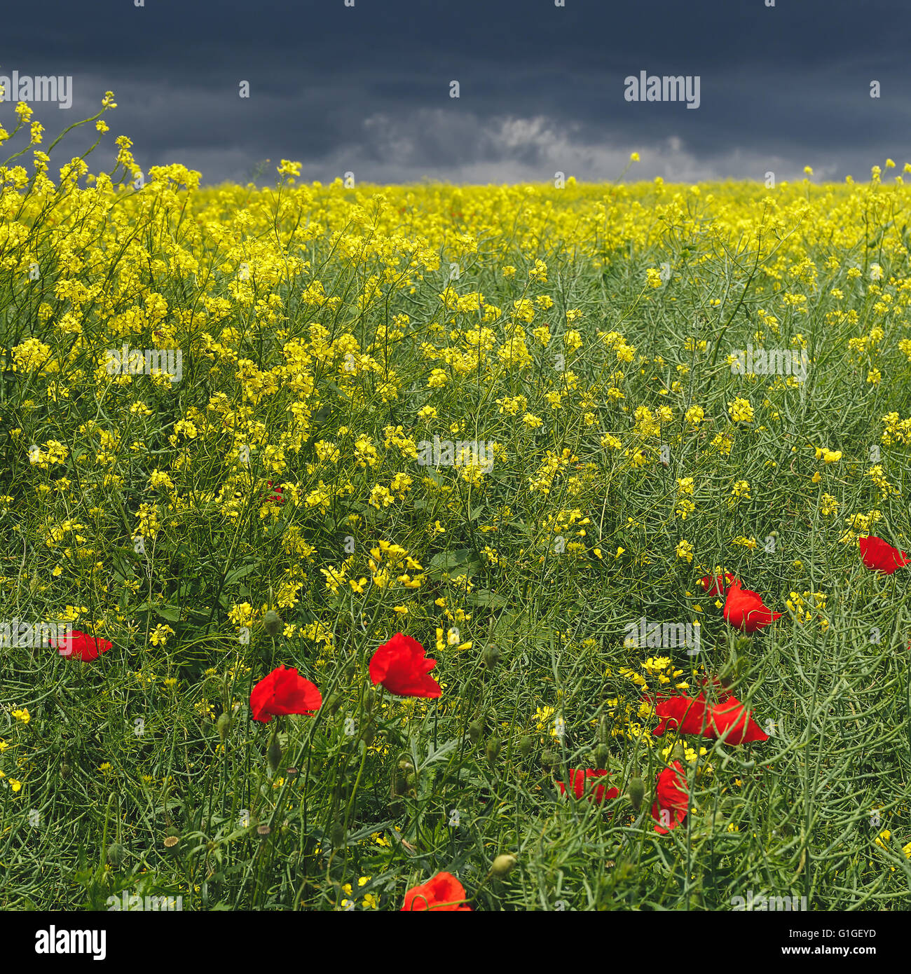 Campo con fiori di colza e di papavero con drammatica stormy skies Foto Stock