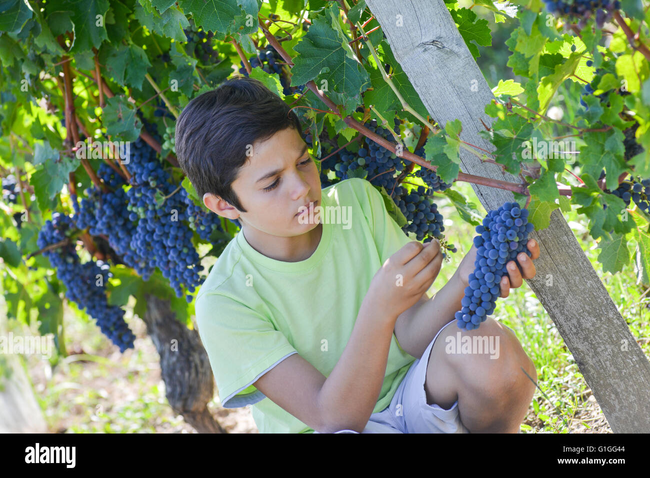 Teen in vigna degustazione di uva rossa Foto Stock