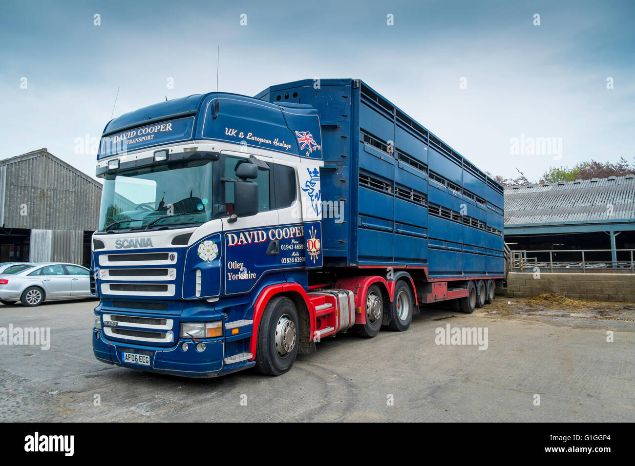 Un David Cooper Trasporti mercato del bestiame in attesa del carrello per caricare gli animali di allevamento venduti a una vendita di bestiame Foto Stock