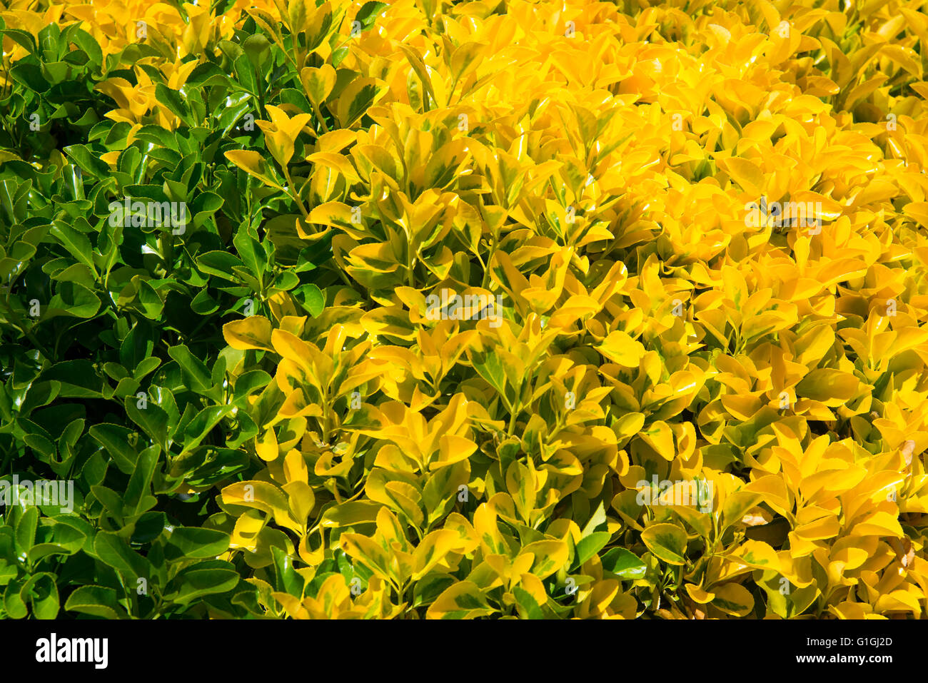 Foglie verdi a foglie di giallo. Foto Stock