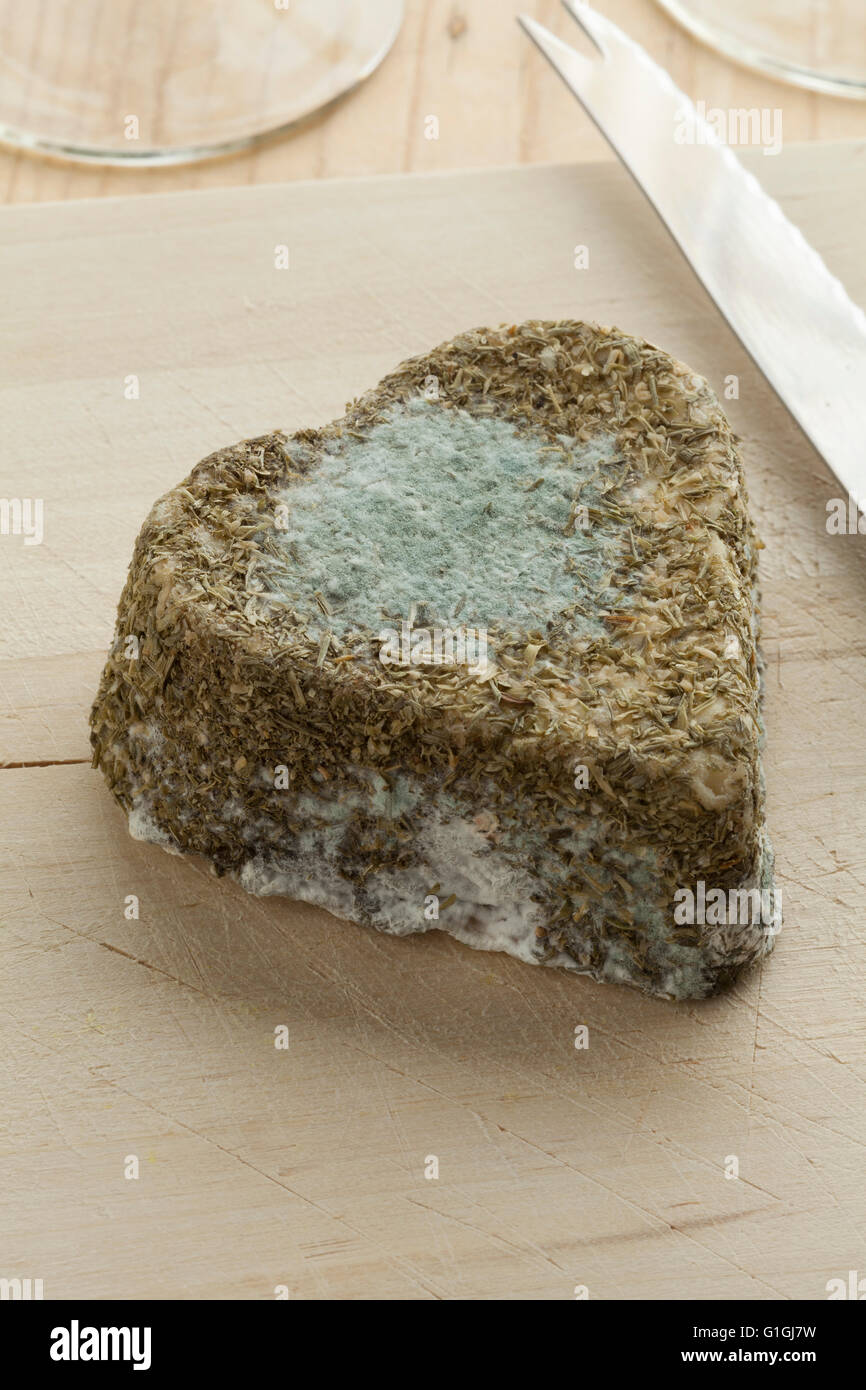 In stile tradizionale francese di formaggio di capra con stampo commestibili Foto Stock