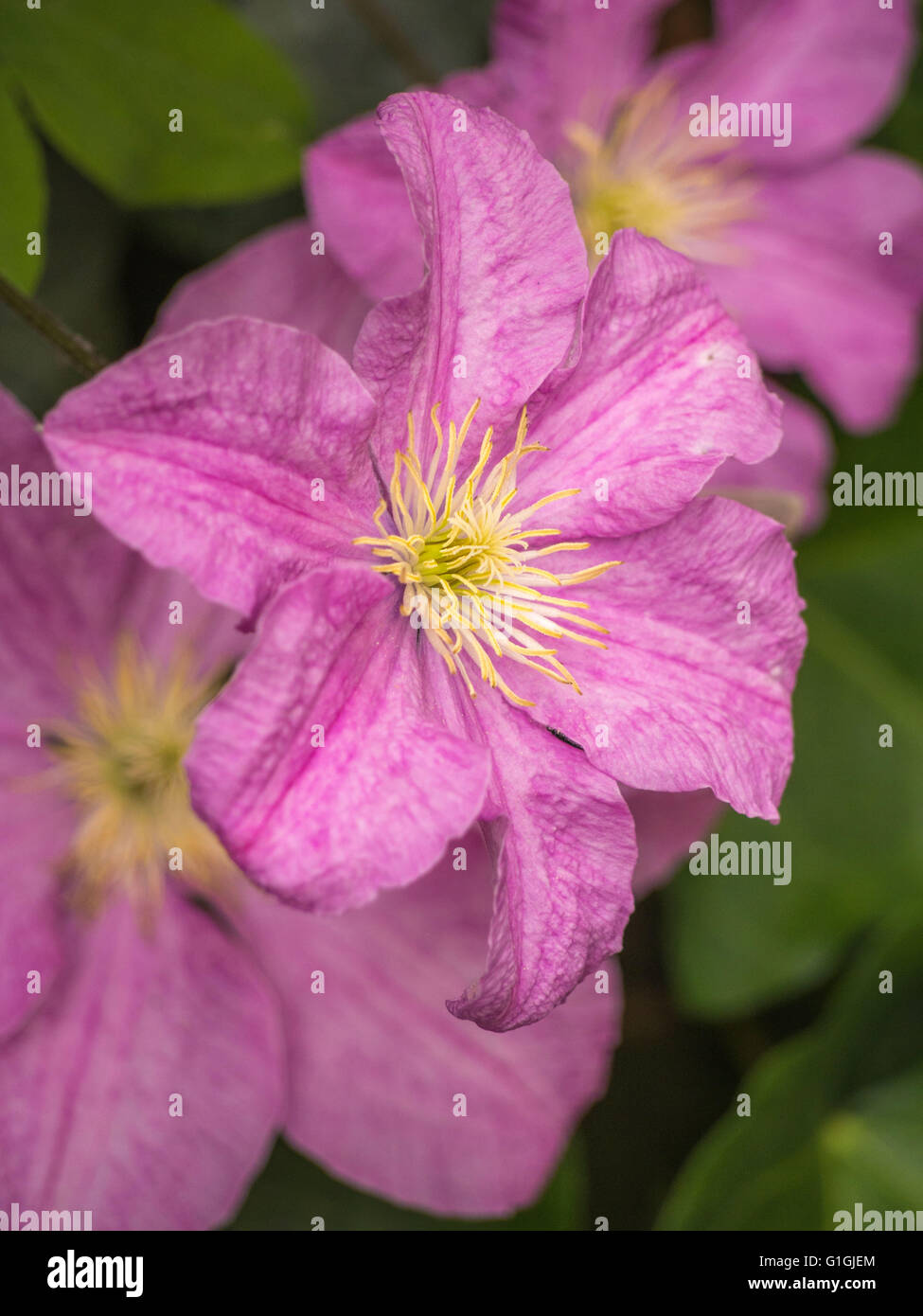 Clematide rosa rampicante fioritura Foto Stock