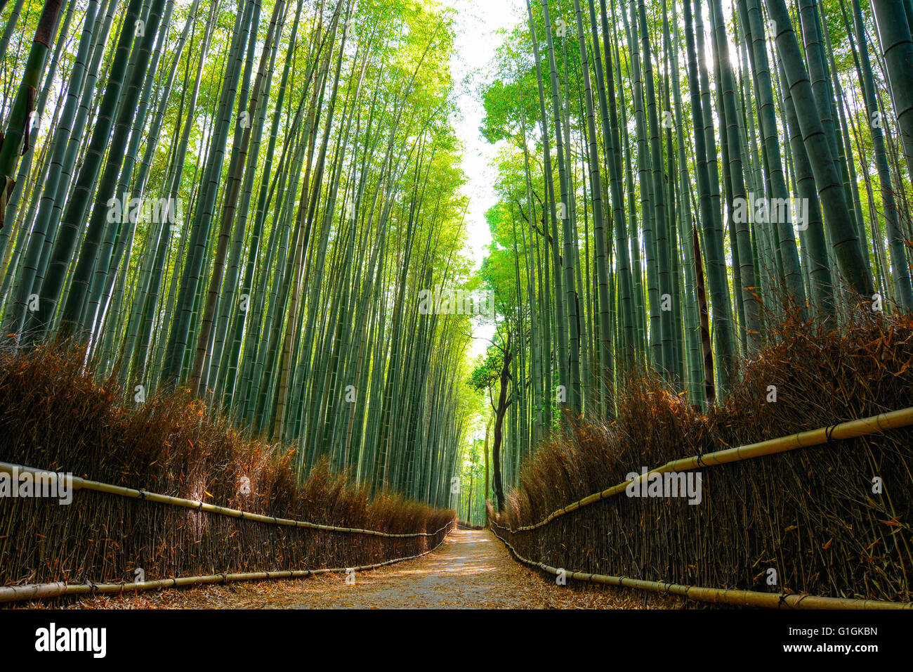 Bellissima scena nel Arashiyama foresta di bamboo con la luce del sole di mattina il filtraggio attraverso gli steli Foto Stock