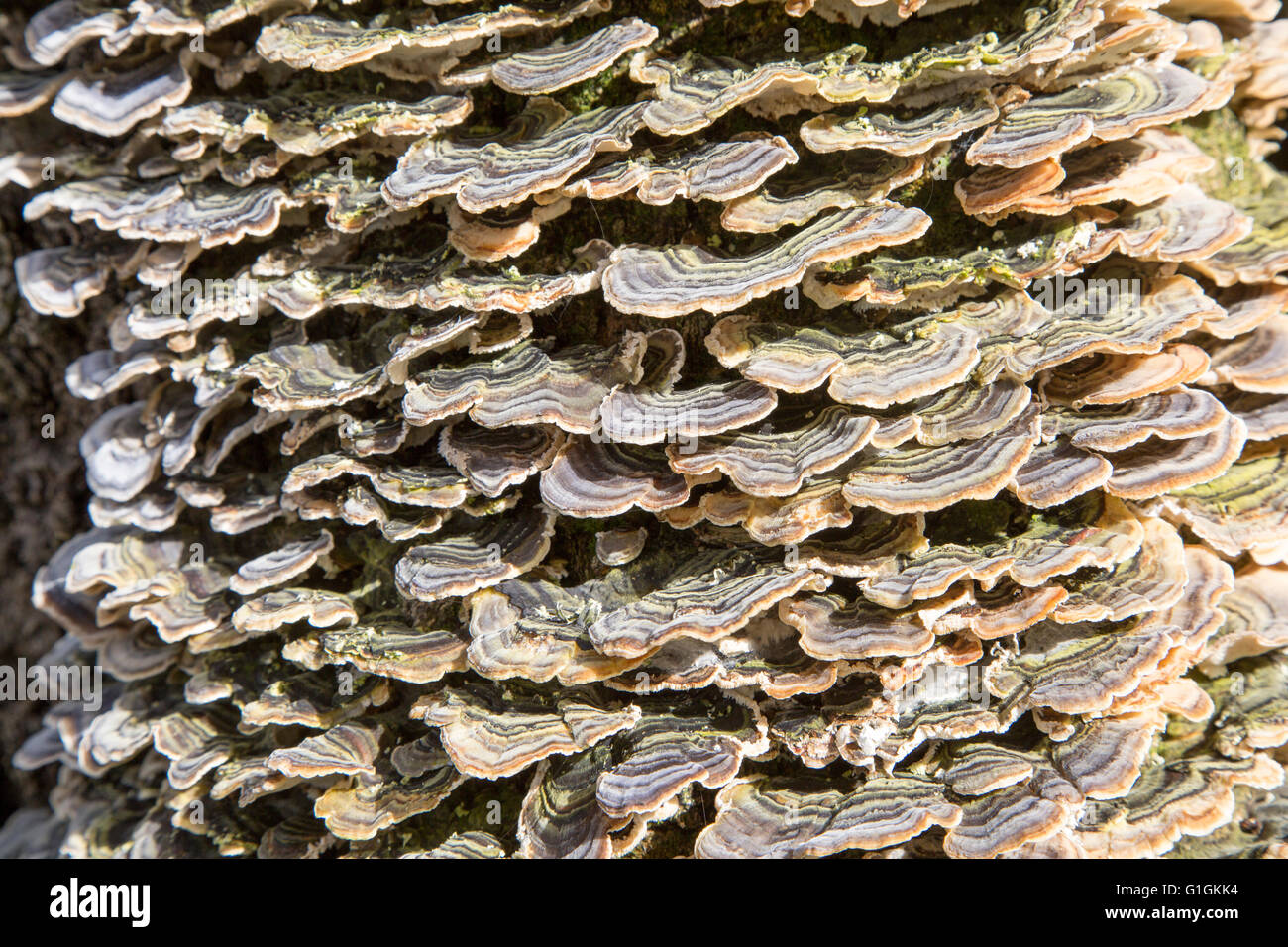 Chiudere la staffa di funghi che crescono sul frassino, Suffolk, Inghilterra, Regno Unito Foto Stock