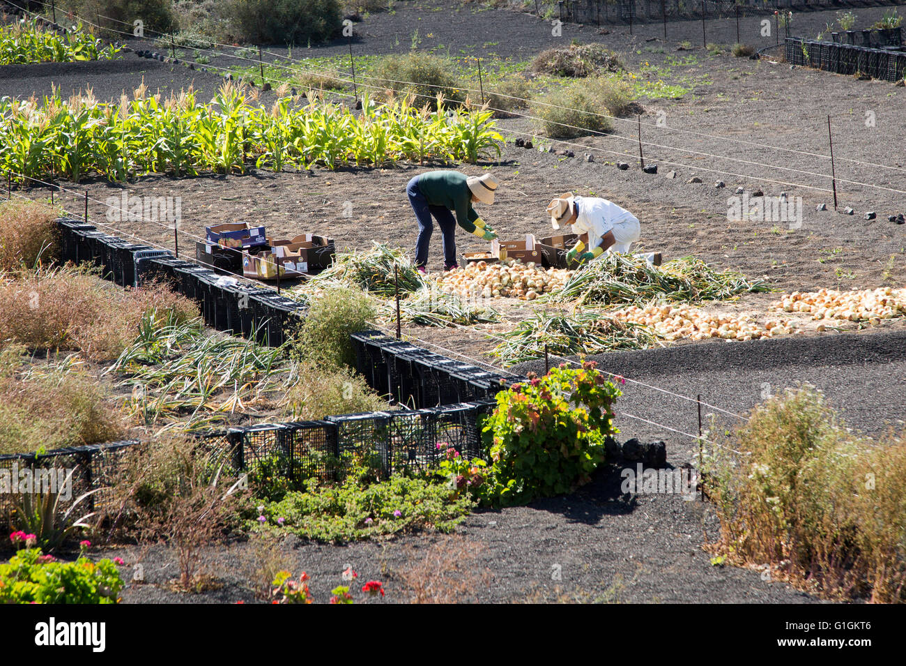 Due persone smistano il loro raccolto di cipolla in campo nei pressi di Uga, Lanzarote, Isole Canarie, Spagna Foto Stock