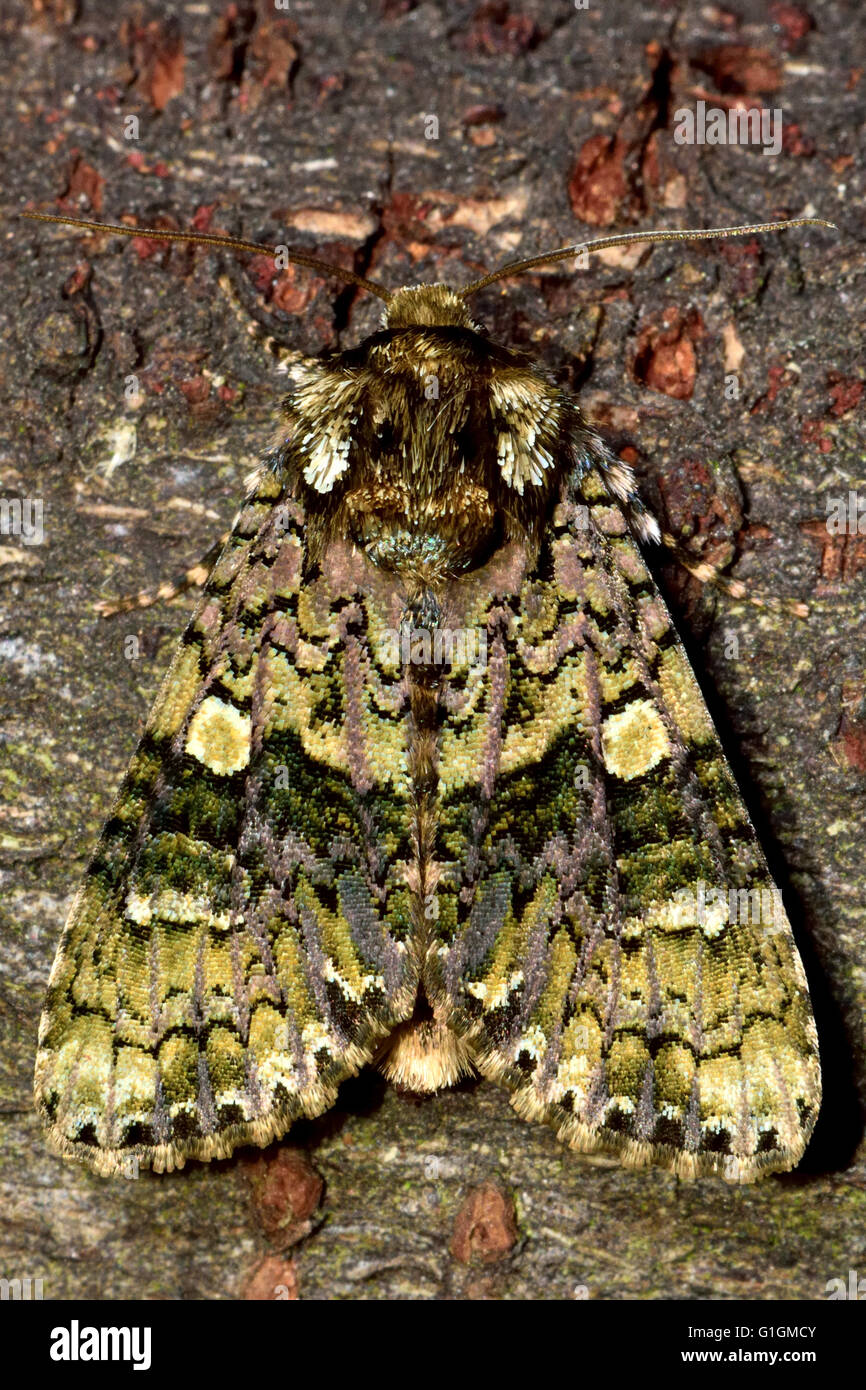 Il coronet tarma (Craniophora ligustri) dall'alto. British insetto in famiglia Noctuidae, la più grande famiglia britannica di falene Foto Stock