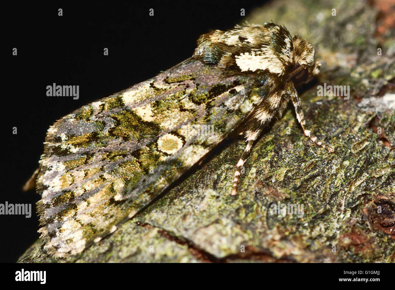 Il coronet tarma (Craniophora ligustri) nel profilo. British insetto in famiglia Noctuidae, la più grande famiglia britannica di falene Foto Stock