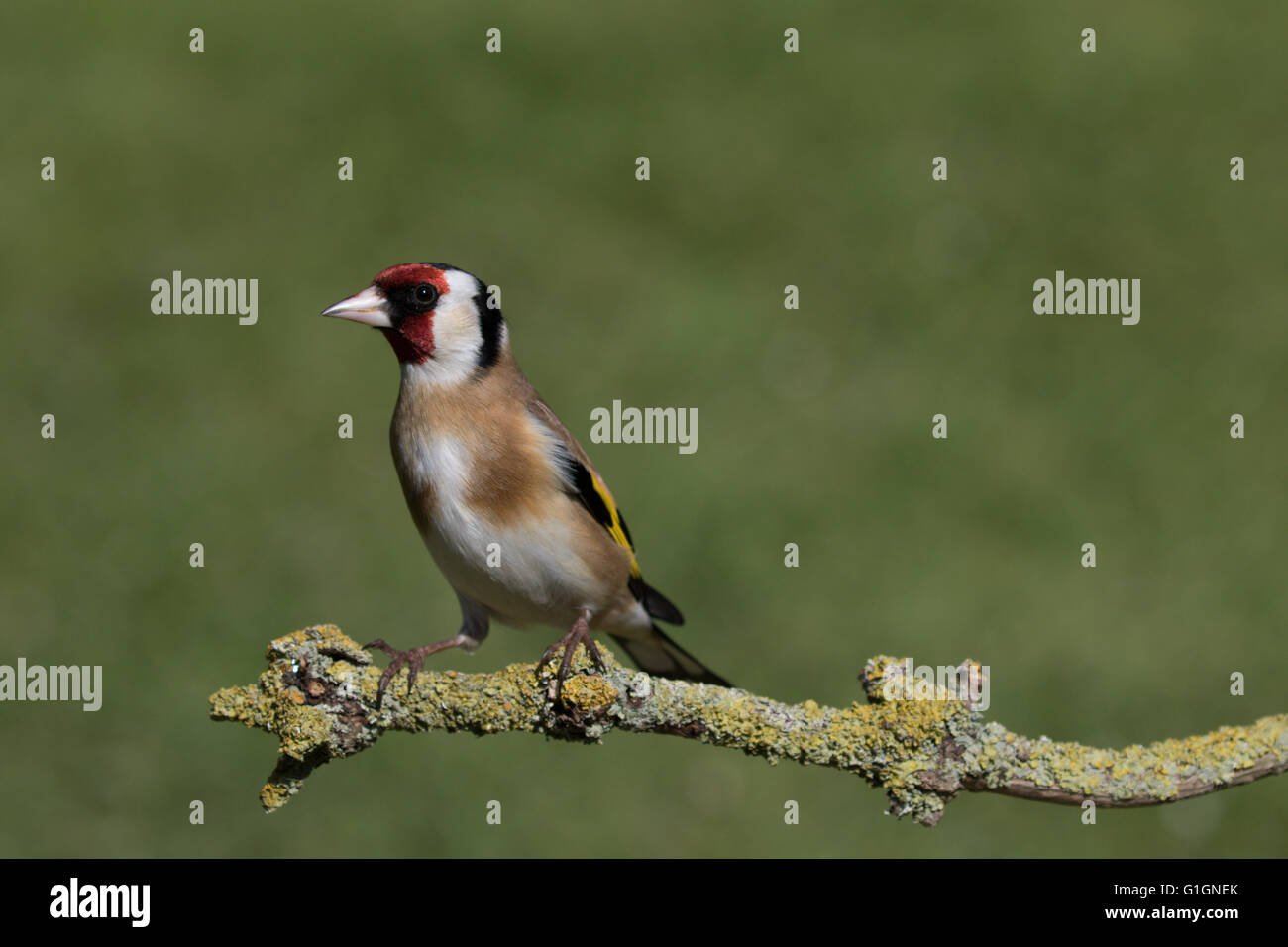 Cardellino Foto Stock