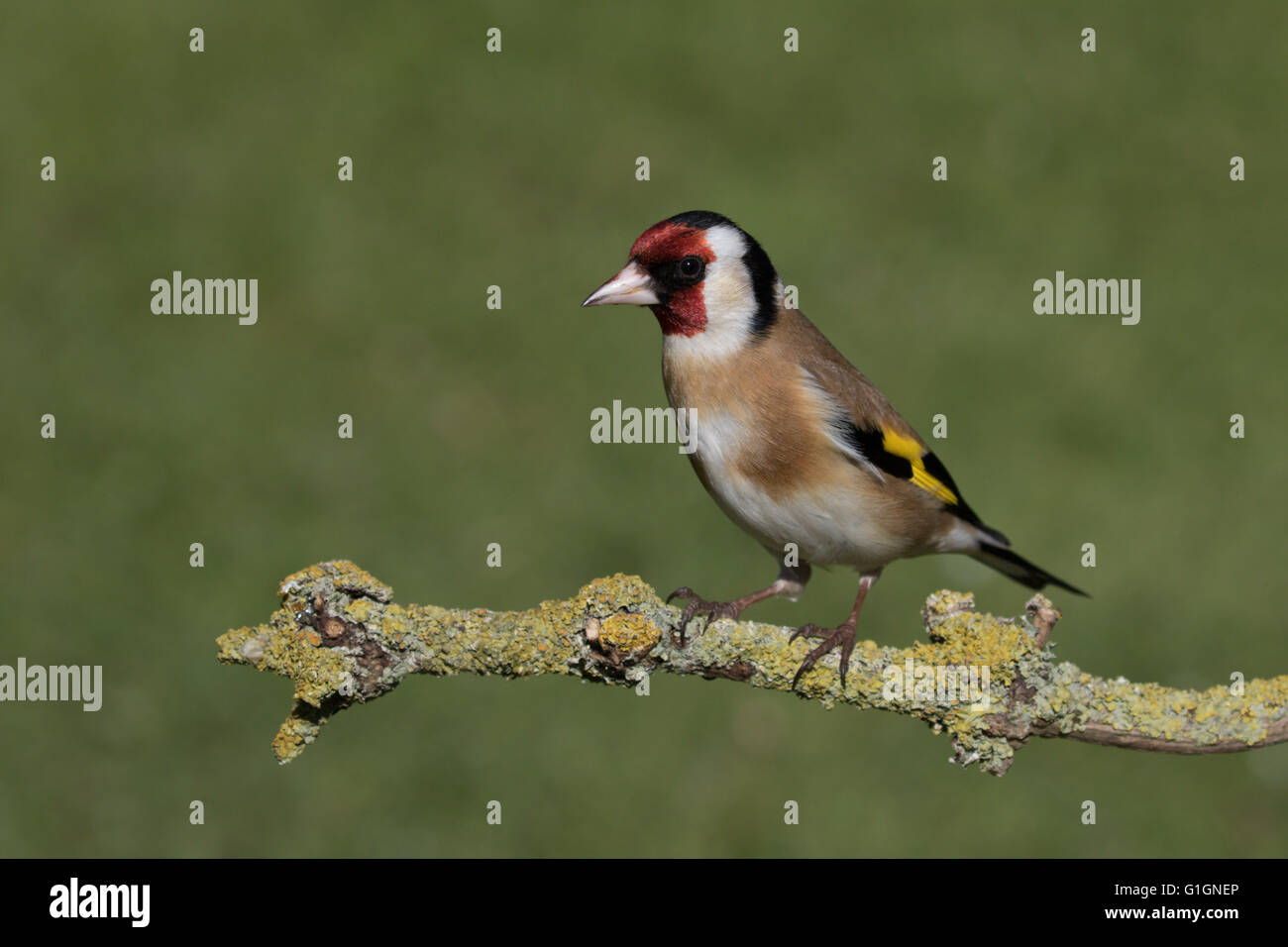Cardellino Foto Stock