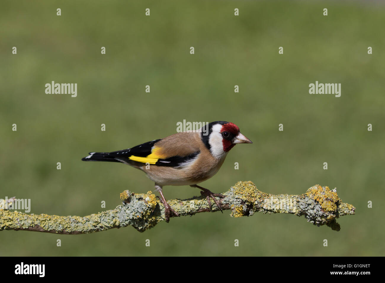 Cardellino Foto Stock