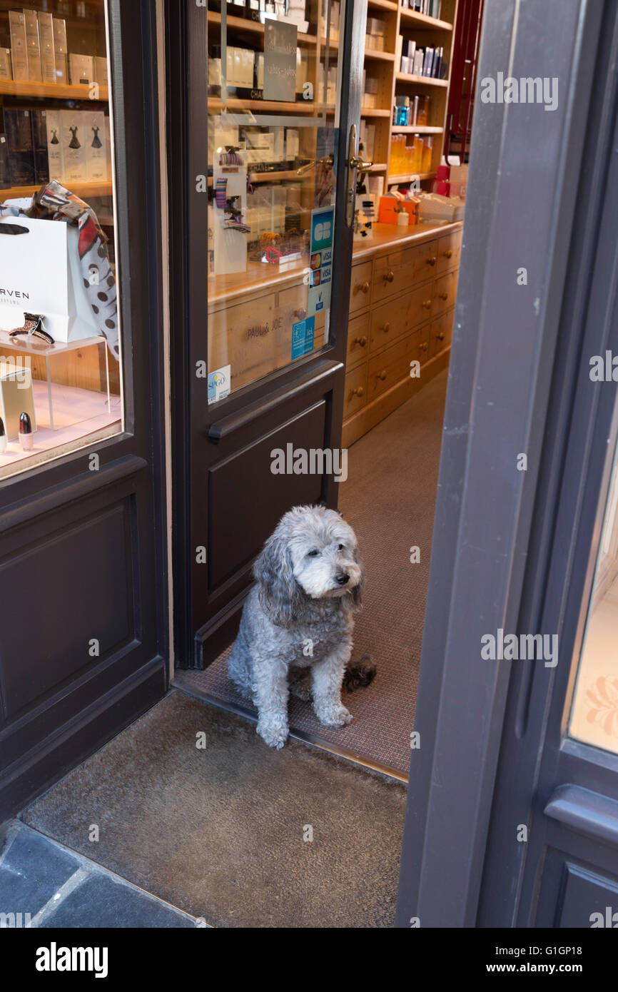 Cute cane in attesa nella porta del negozio, Honfleur, in Normandia, Francia, Europa Foto Stock
