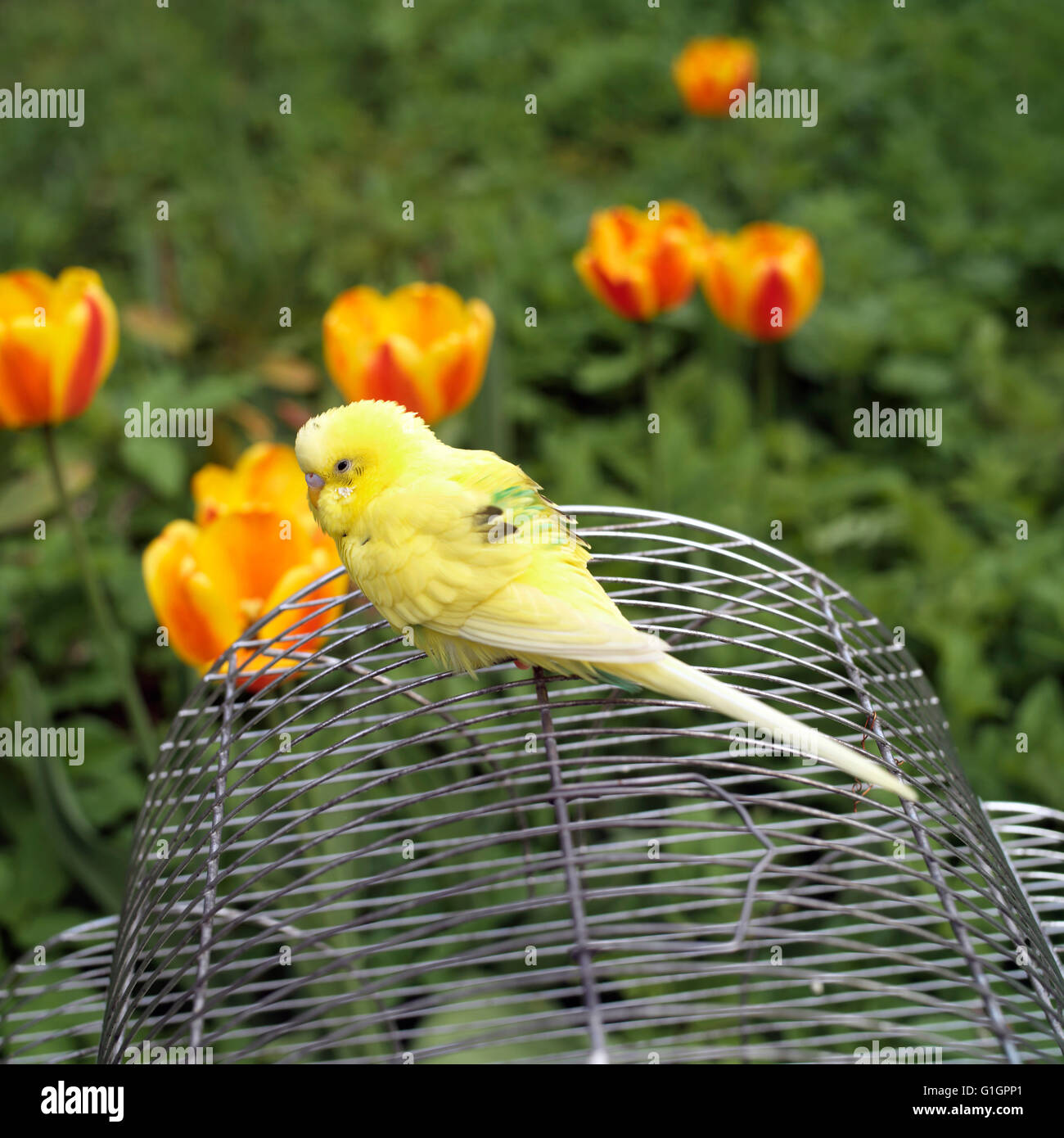 Parrot su una gabbia per uccelli Foto Stock
