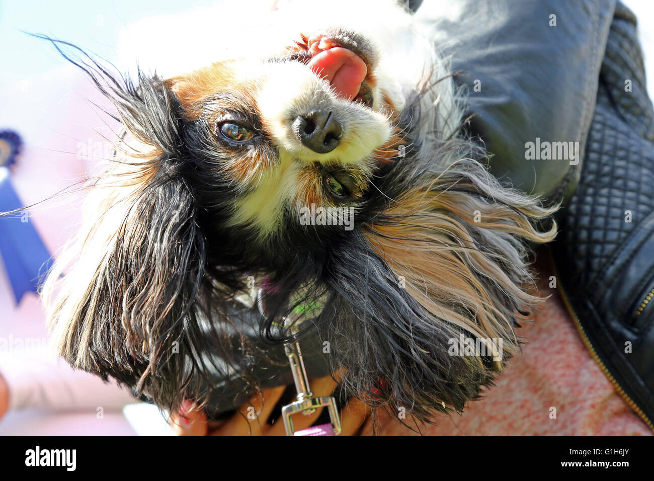 Londra, Regno Unito. Il 15 maggio 2016. Lucia il salvataggio Cavalier King Charles godendo appeso a testa in giù a tutti i cani questione grande Hampstead corteccia di carità dog show su Hampstead Heath a Londra, Inghilterra. Tutti i cani la materia è un salvataggio e rehome carità per i cani a Londra e la corteccia Off è organizzato per raccogliere fondi per la carità come pure per mostrare disponibili cani da salvataggio per l'adozione. Credito: Paul Brown/Alamy Live News Foto Stock